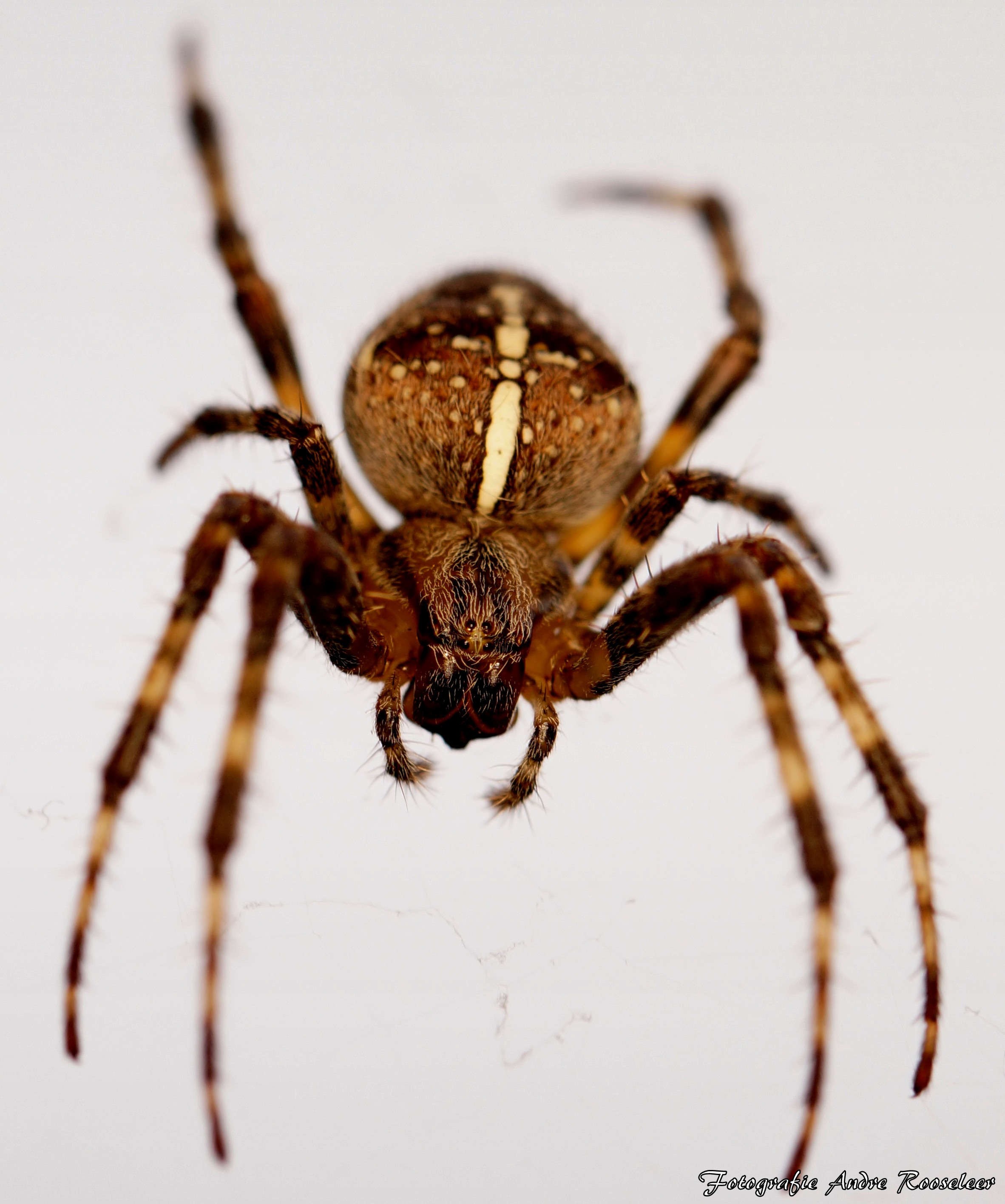 de-kruisspin-araneus-diadematus