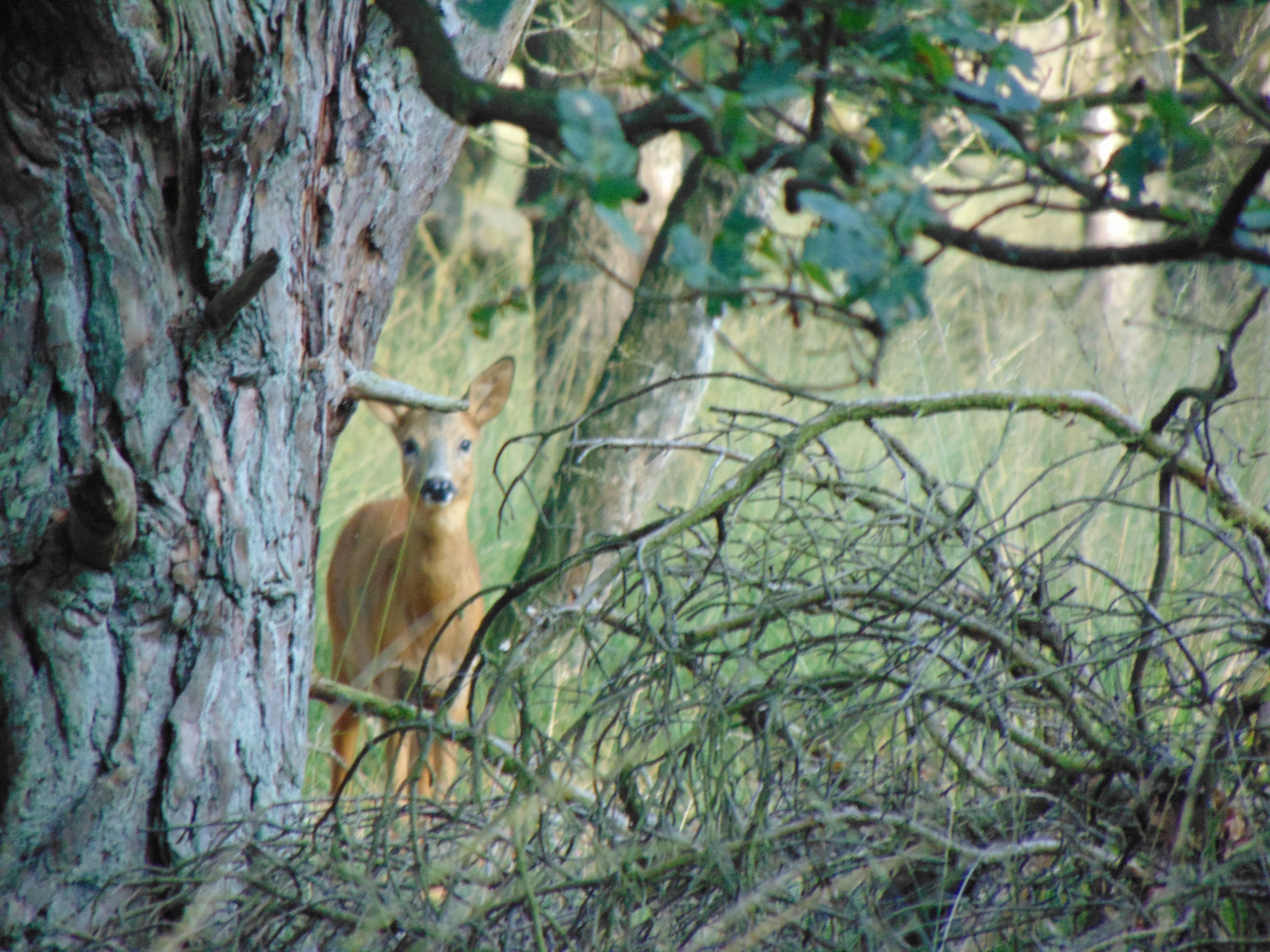 wie-het-eerst-weg-kijkt