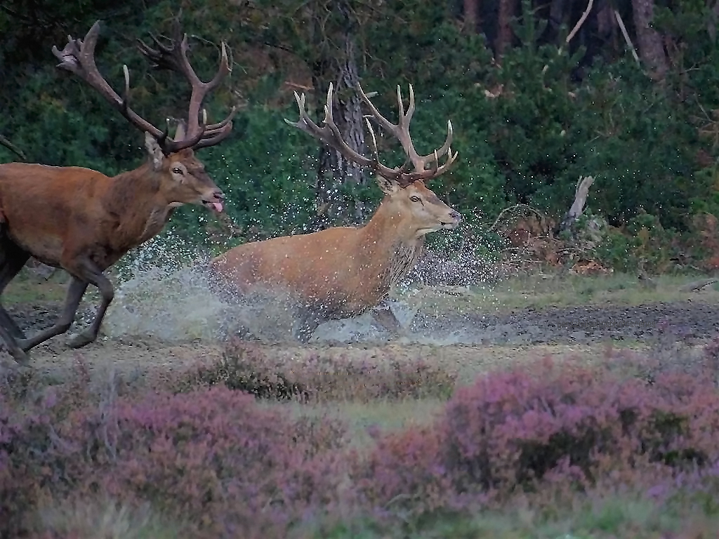 hertenjacht