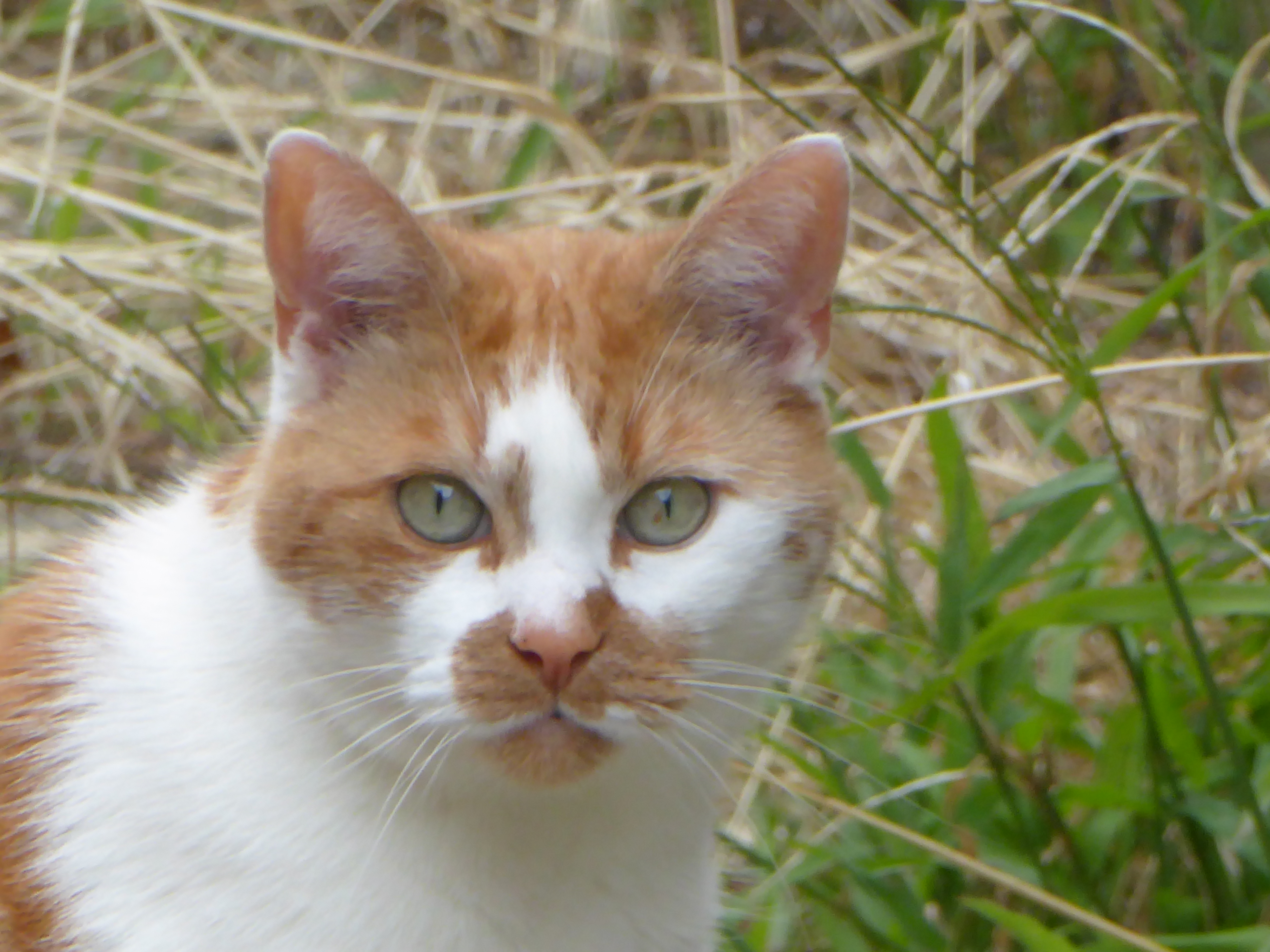 katten-spotten-costa-del-balkonia