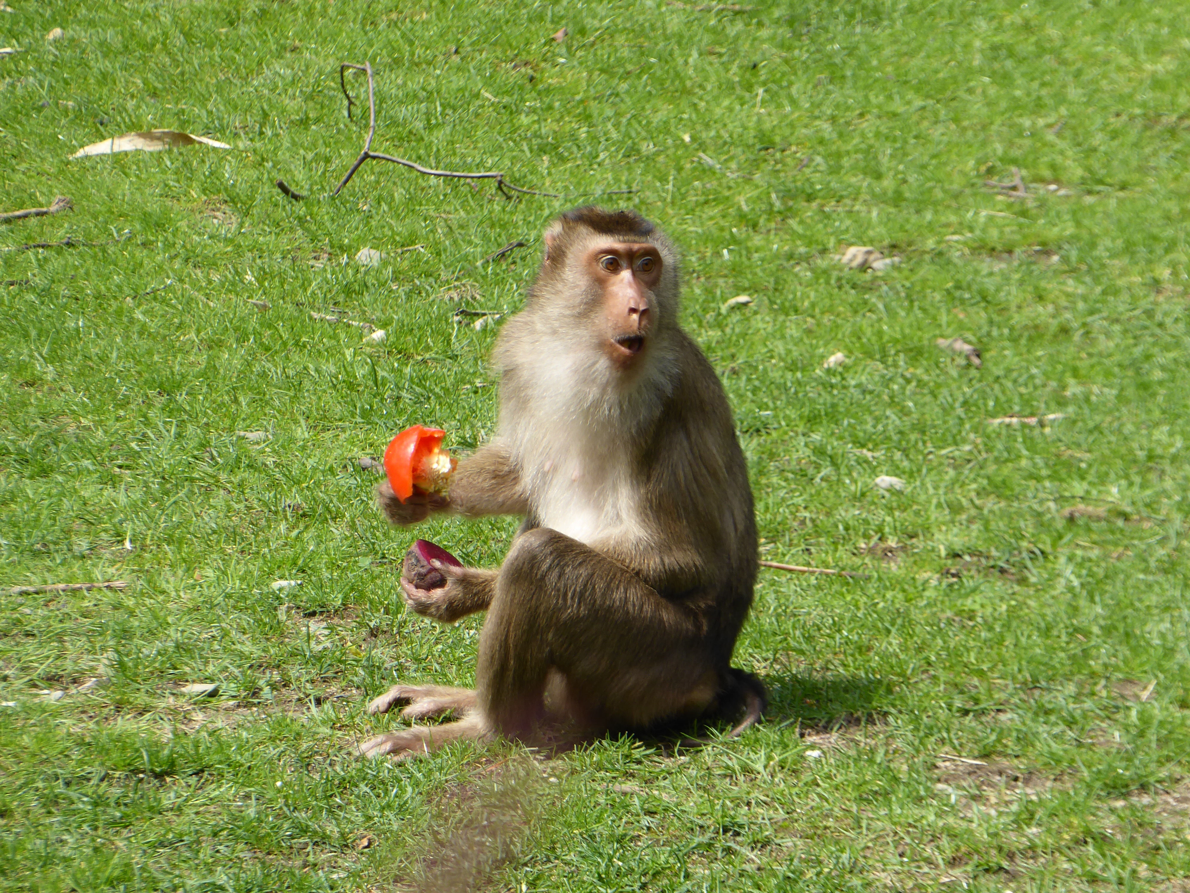 aapjes-kijken-burgers-bush