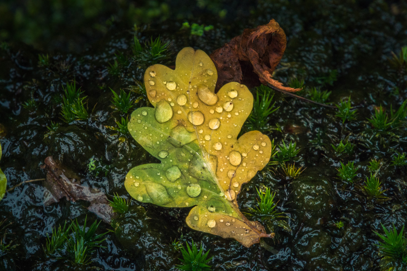 herfstblad-in-de-morgen-douw