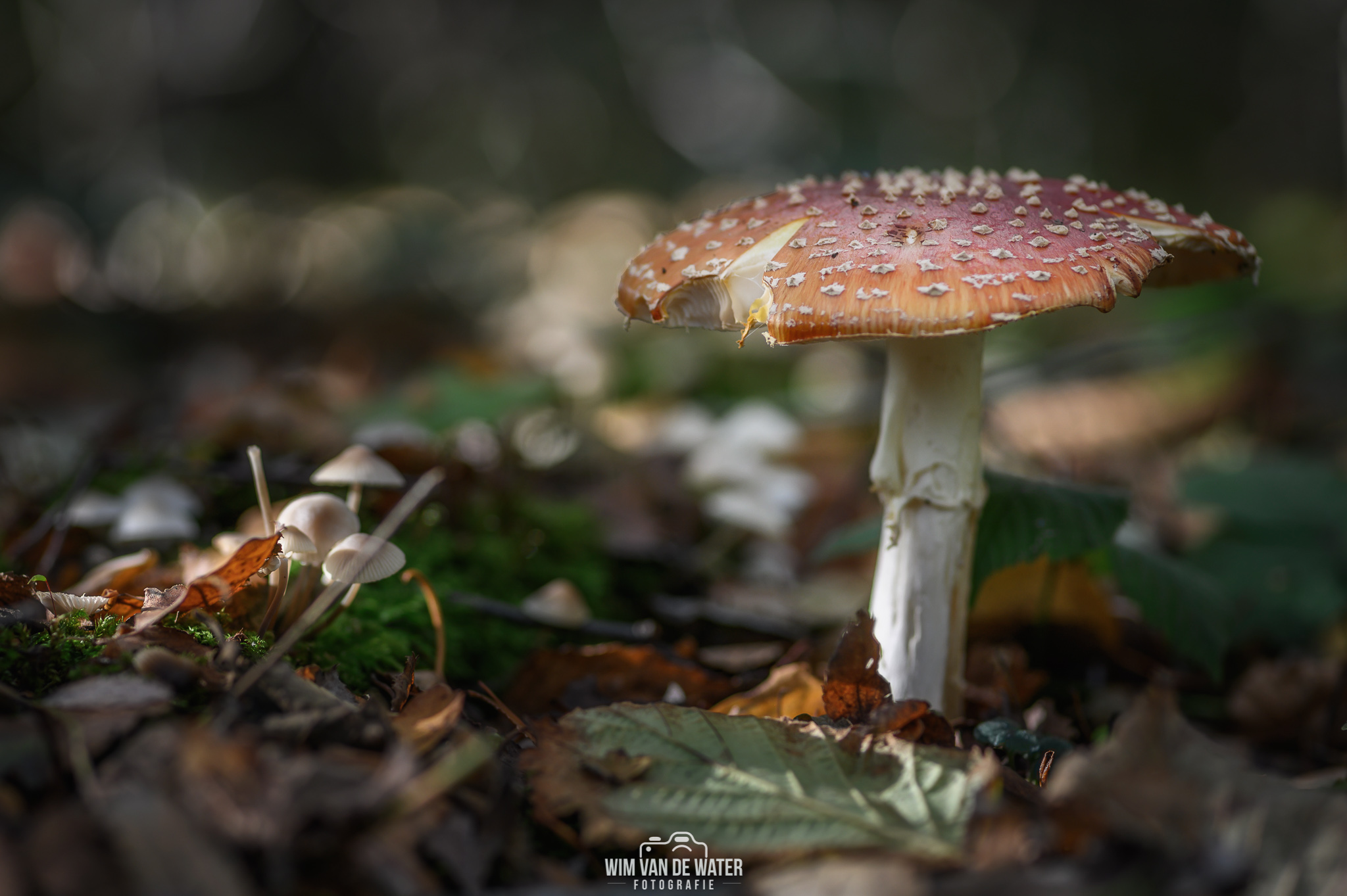 rood-met-witte-stippen-1