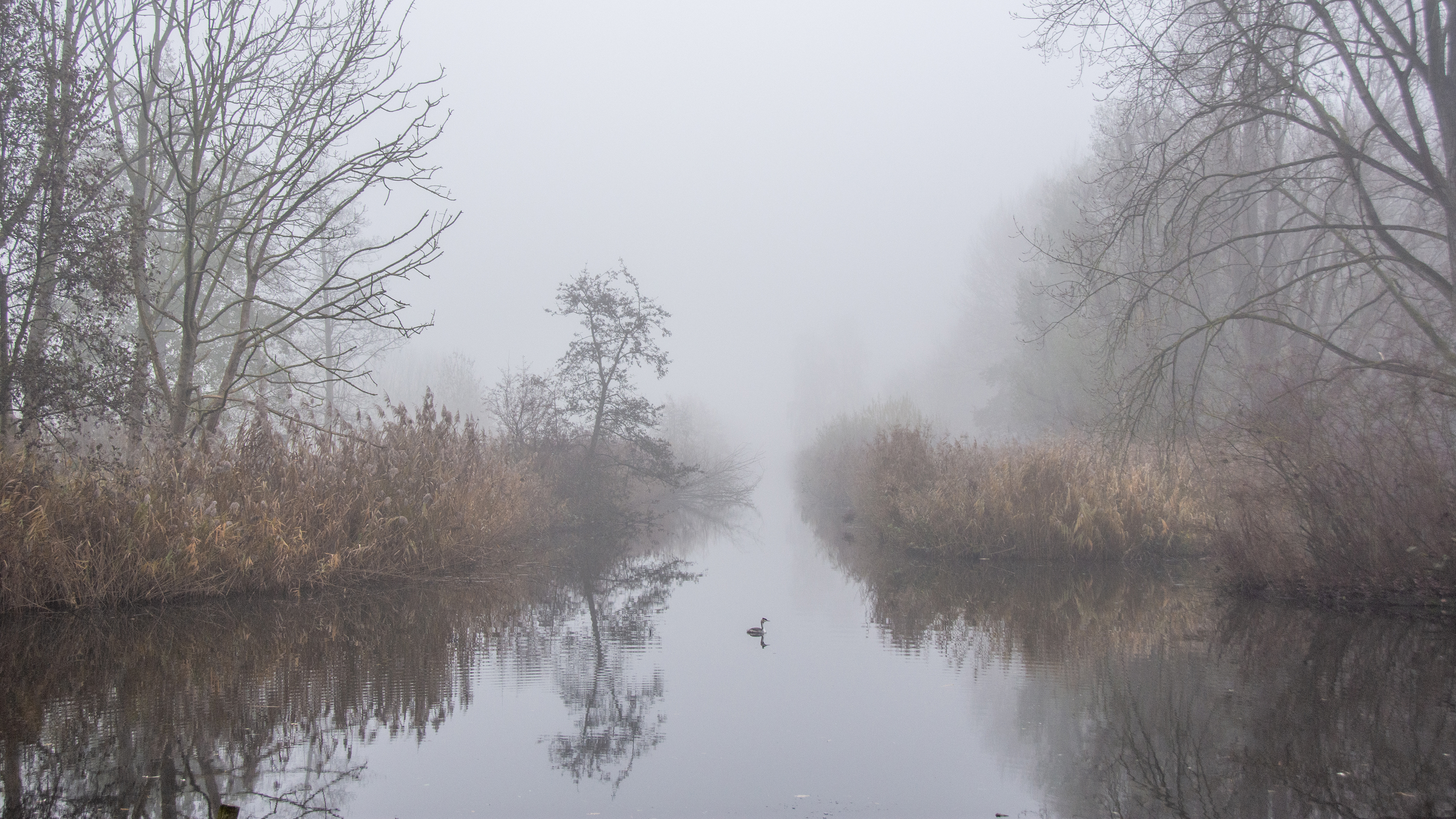 vogel-in-de-mist