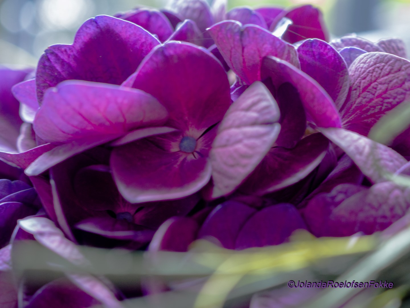 hortensia-3