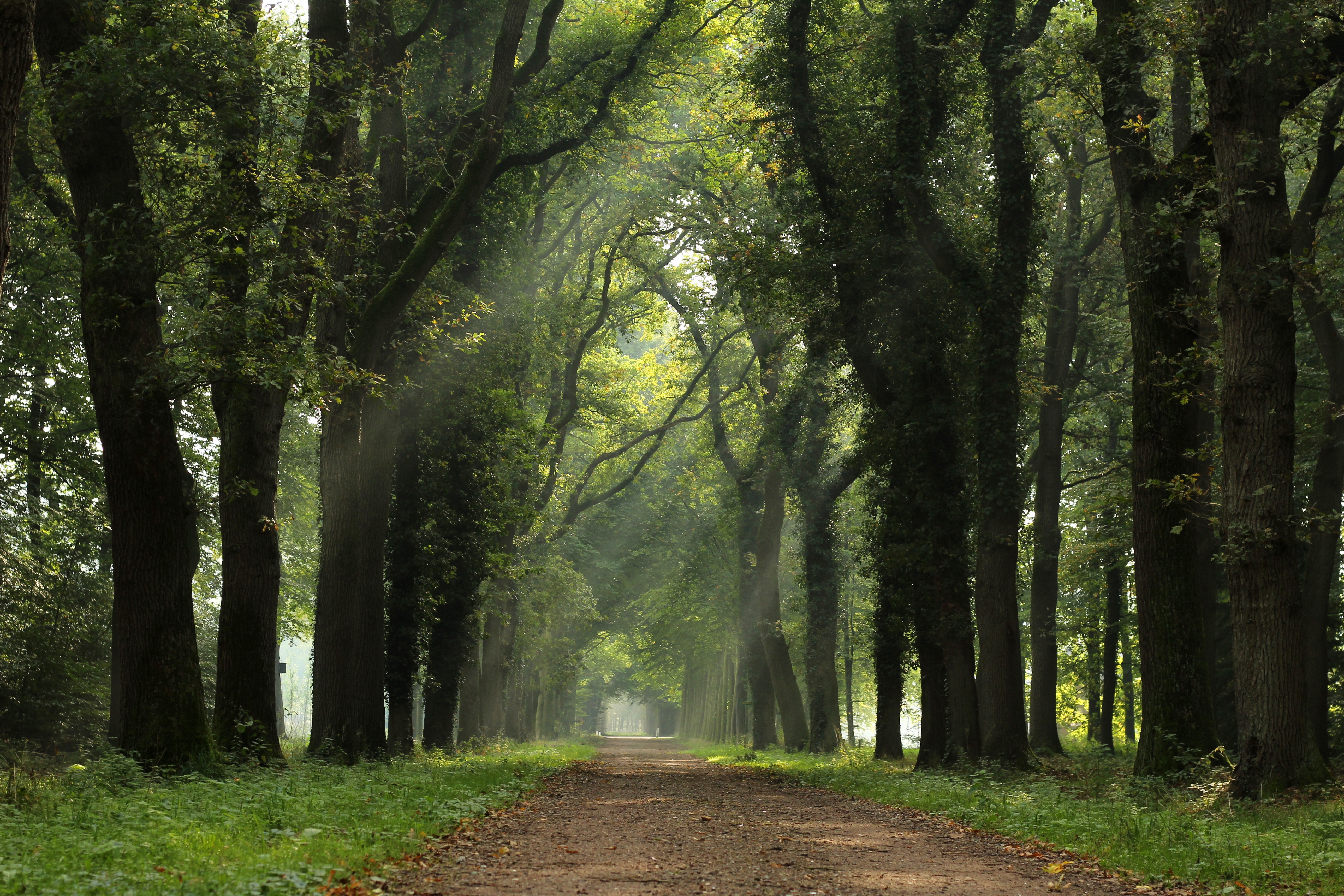zonnestralen-in-de-ochtend