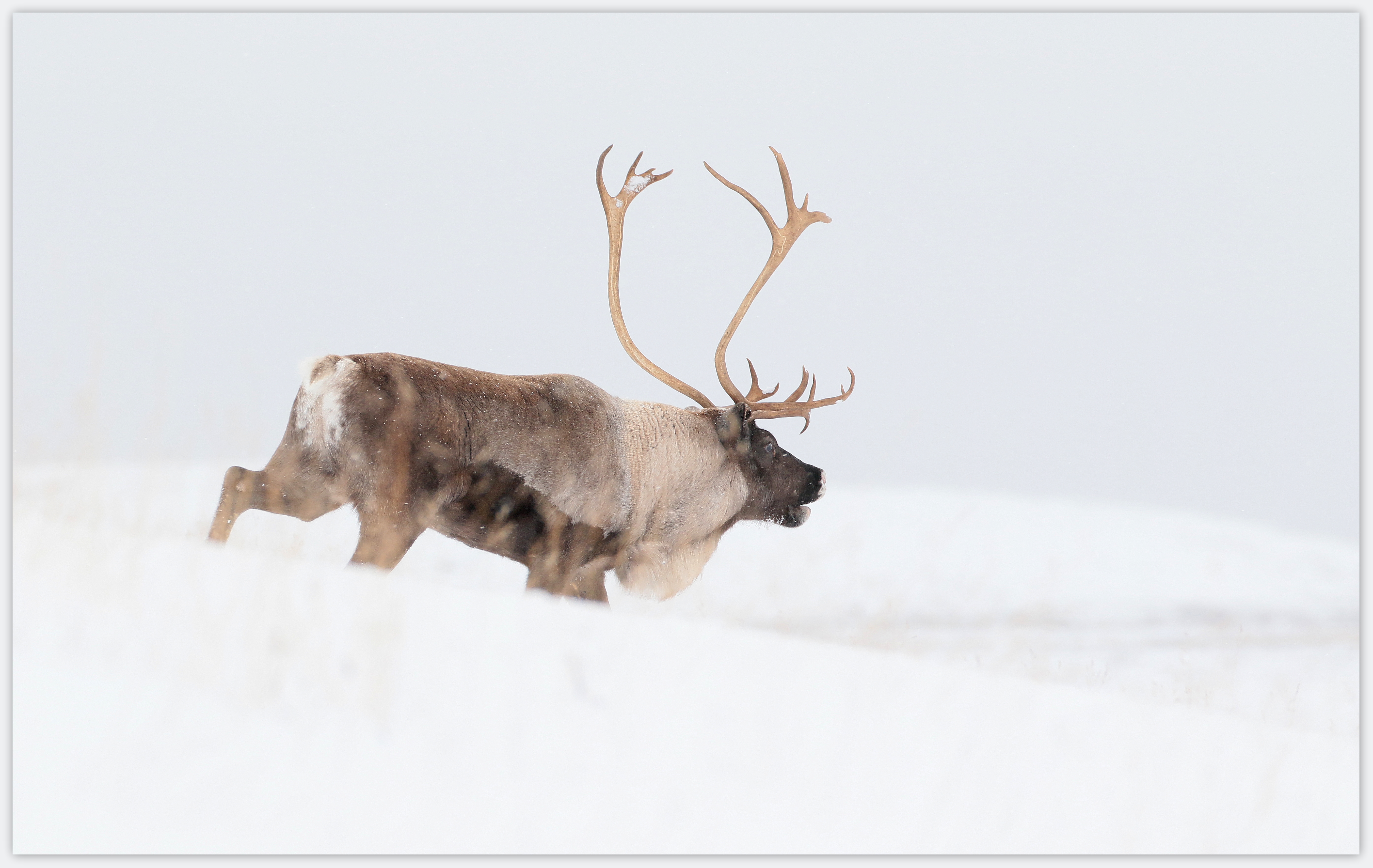 rendier-op-de-vlakte