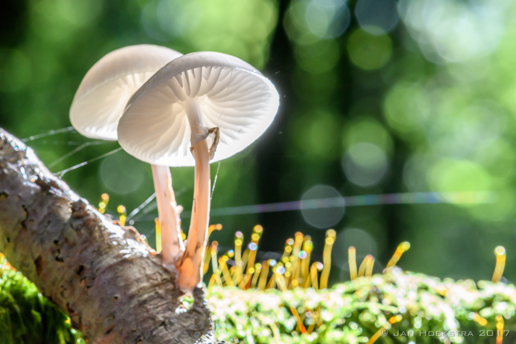 porseleinzwam-speulderbos