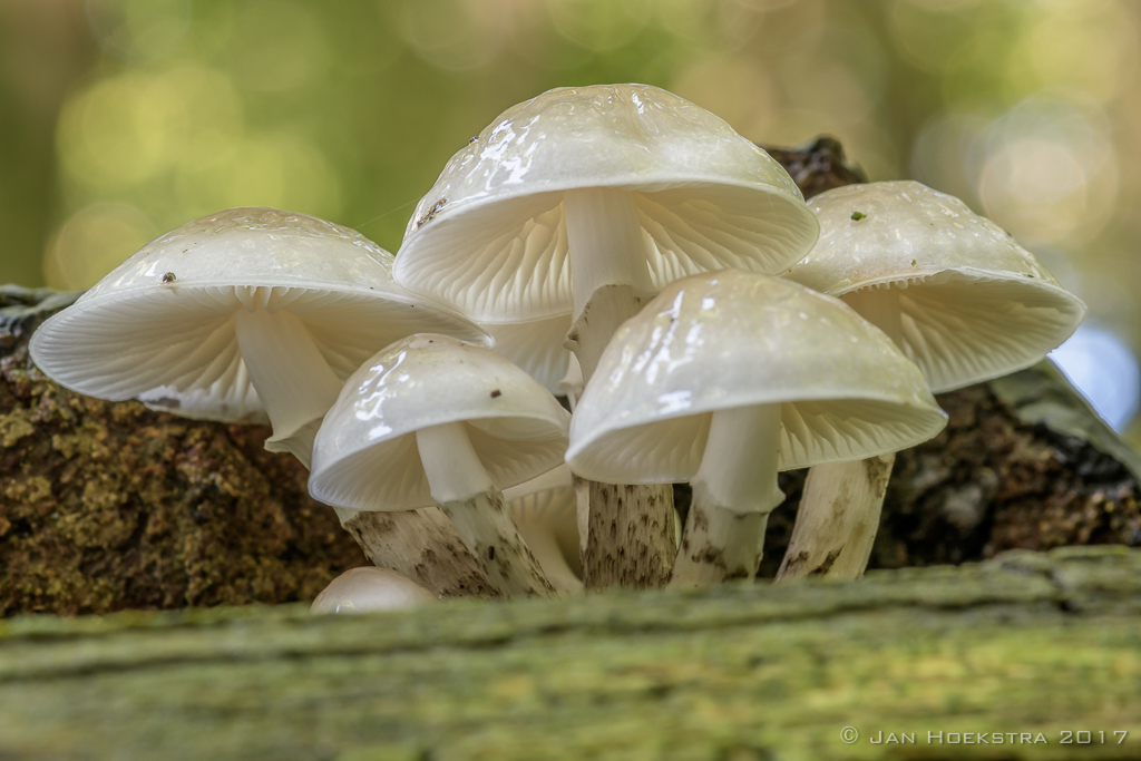 porseleinzwam-speulderbos-23-sep-2017
