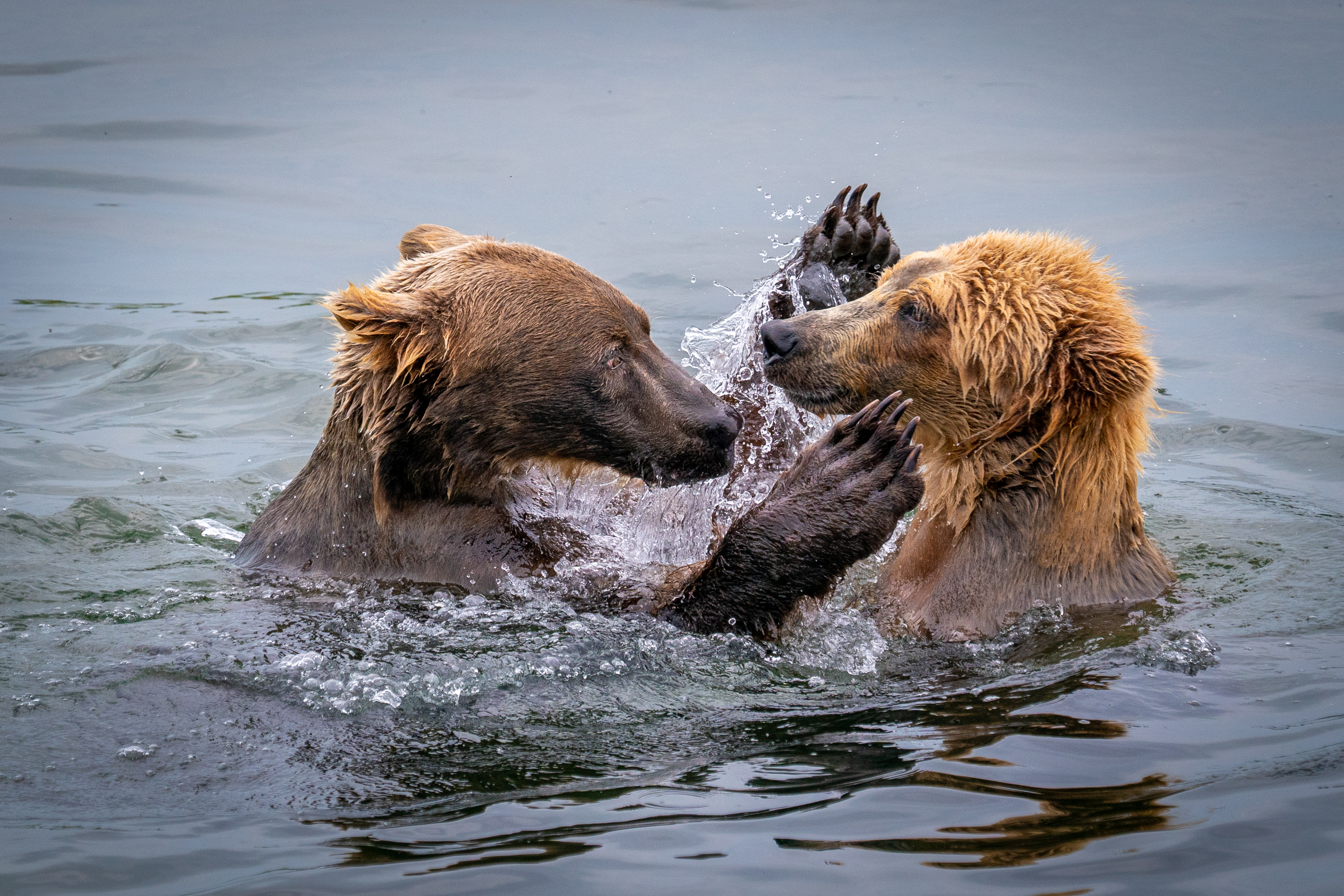 2-jonge-bruine-beren