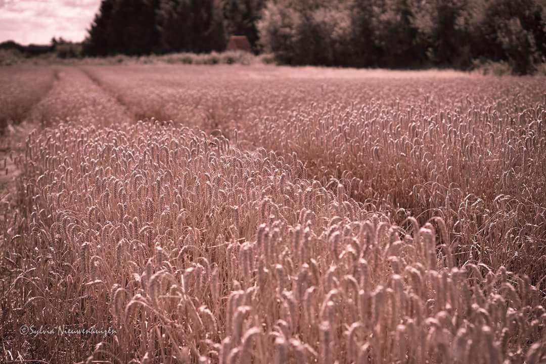 vakantie-in-denemarken