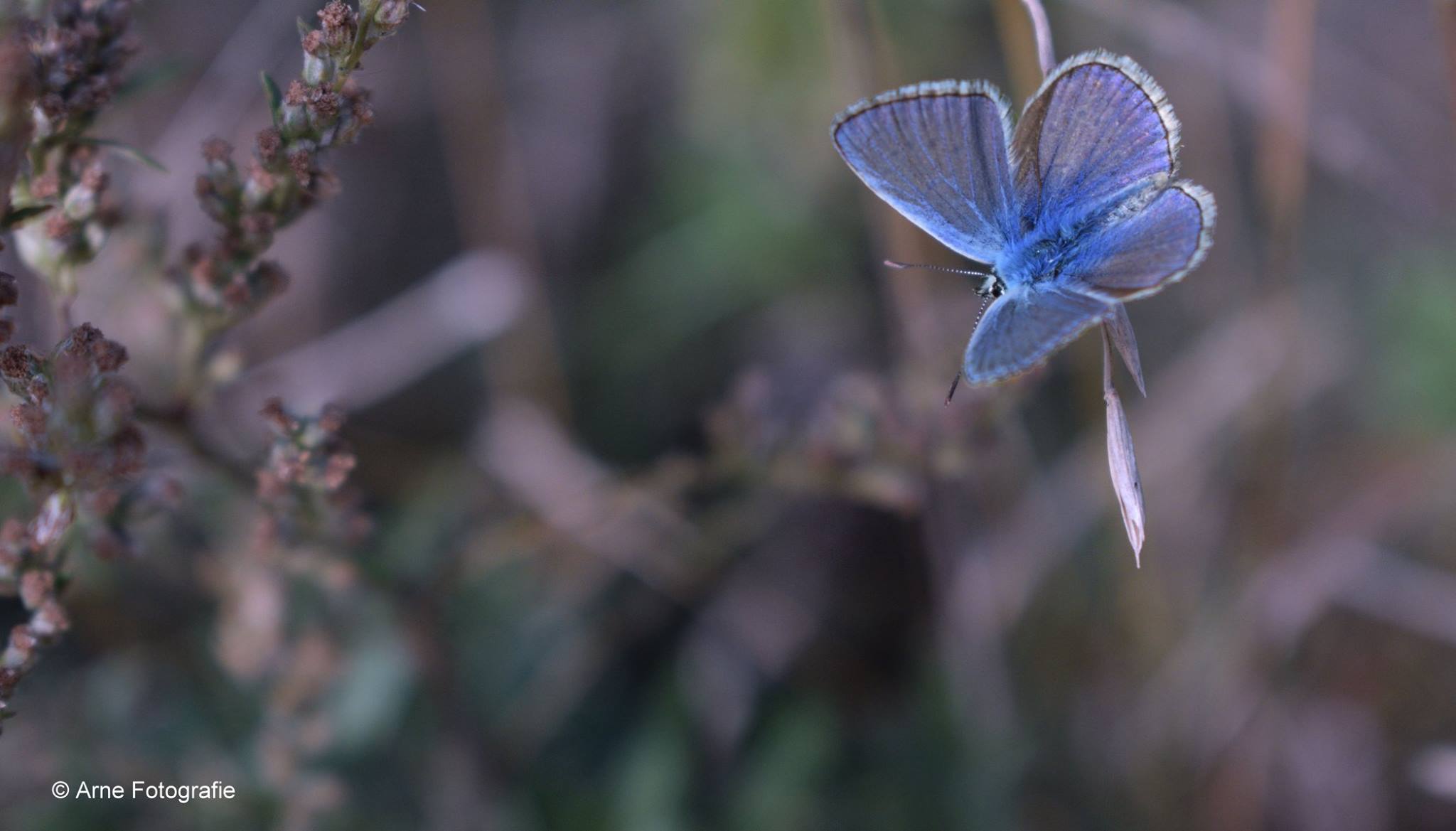 icarusblauwtje-5