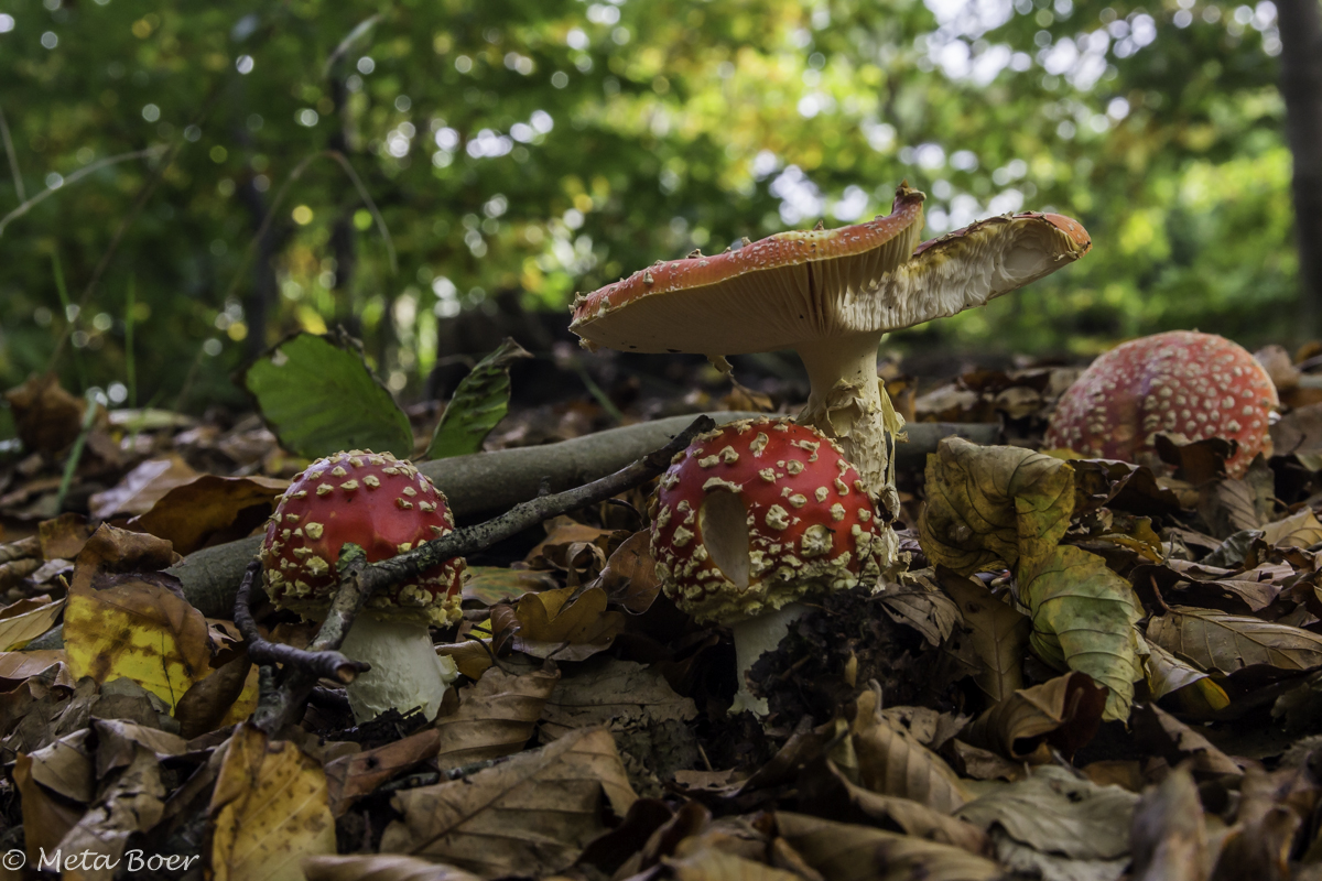 krak-zei-de-grote-paddenstoel