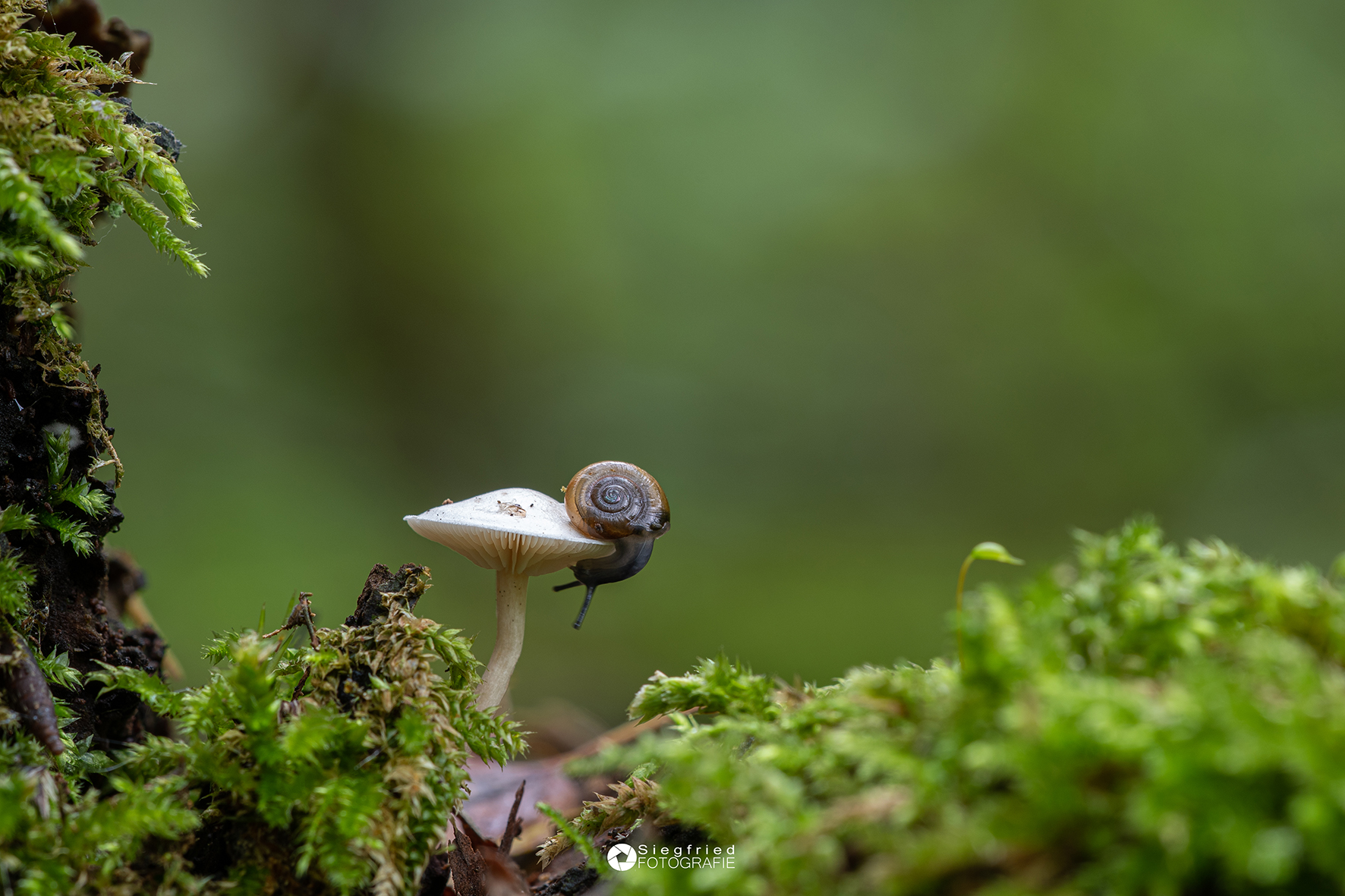 slakje-zonder-hoogtevrees