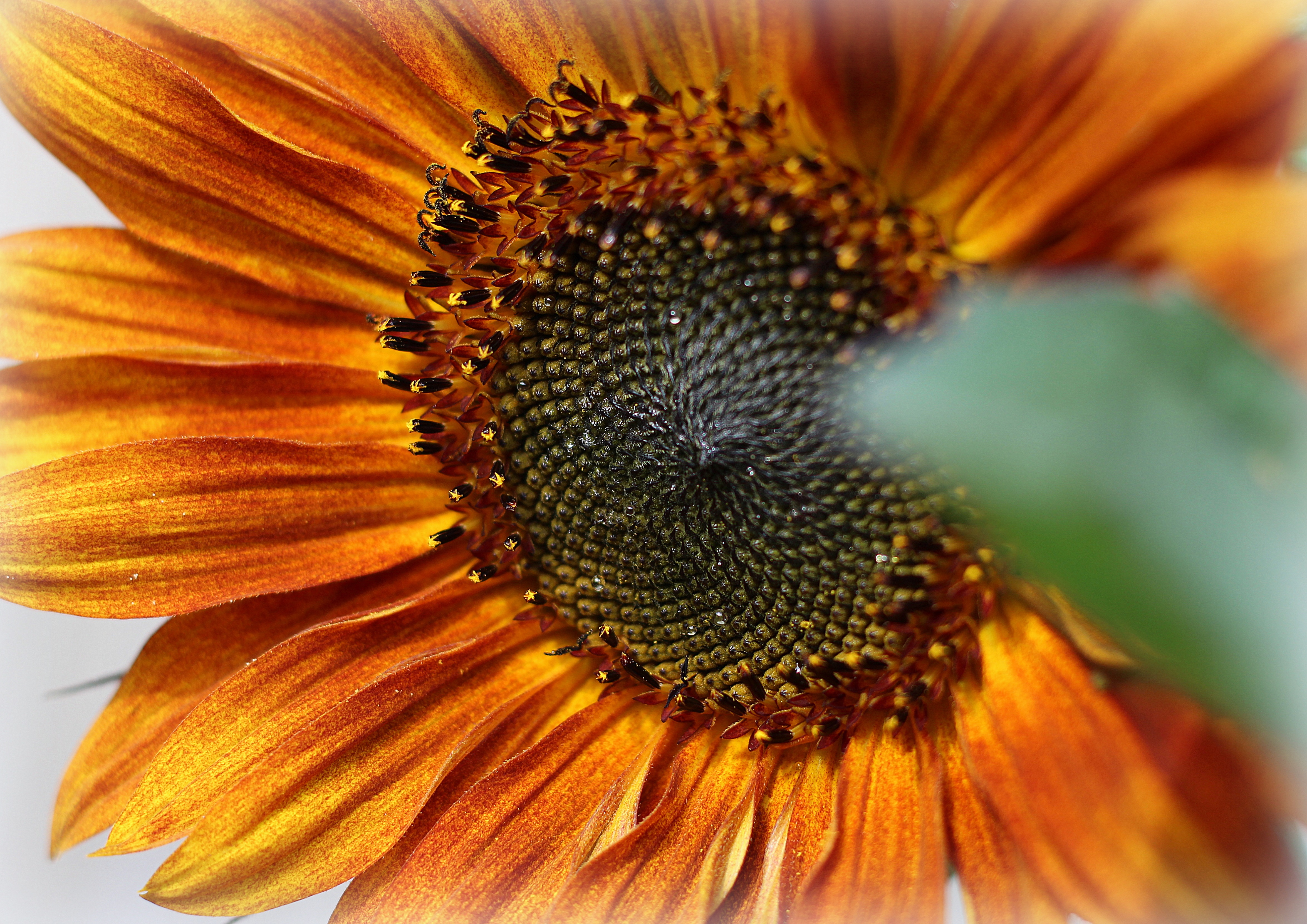 een-zonnetje-in-het-najaar