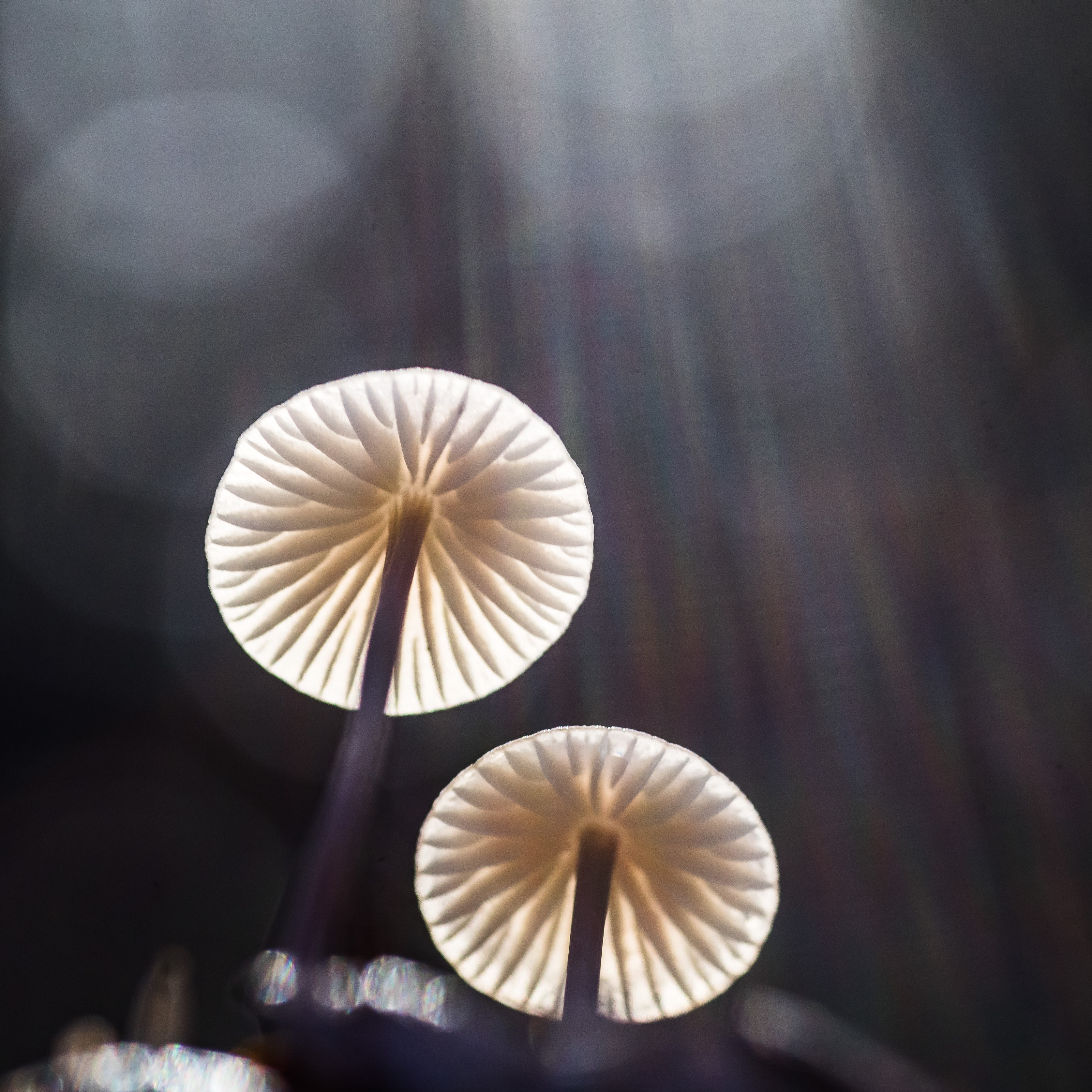 het-regent-zonnestralen-2