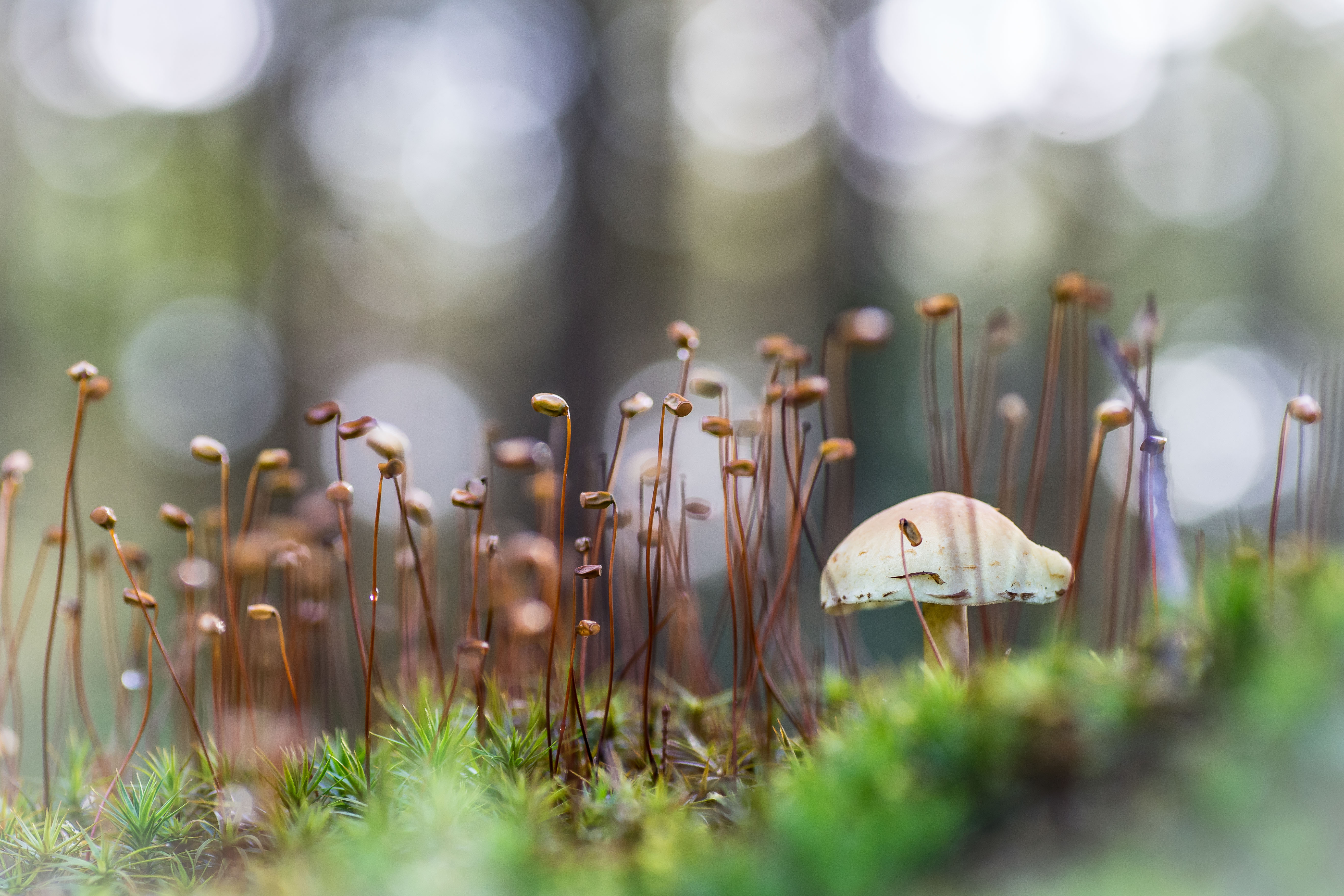 verborgen-in-het-mos