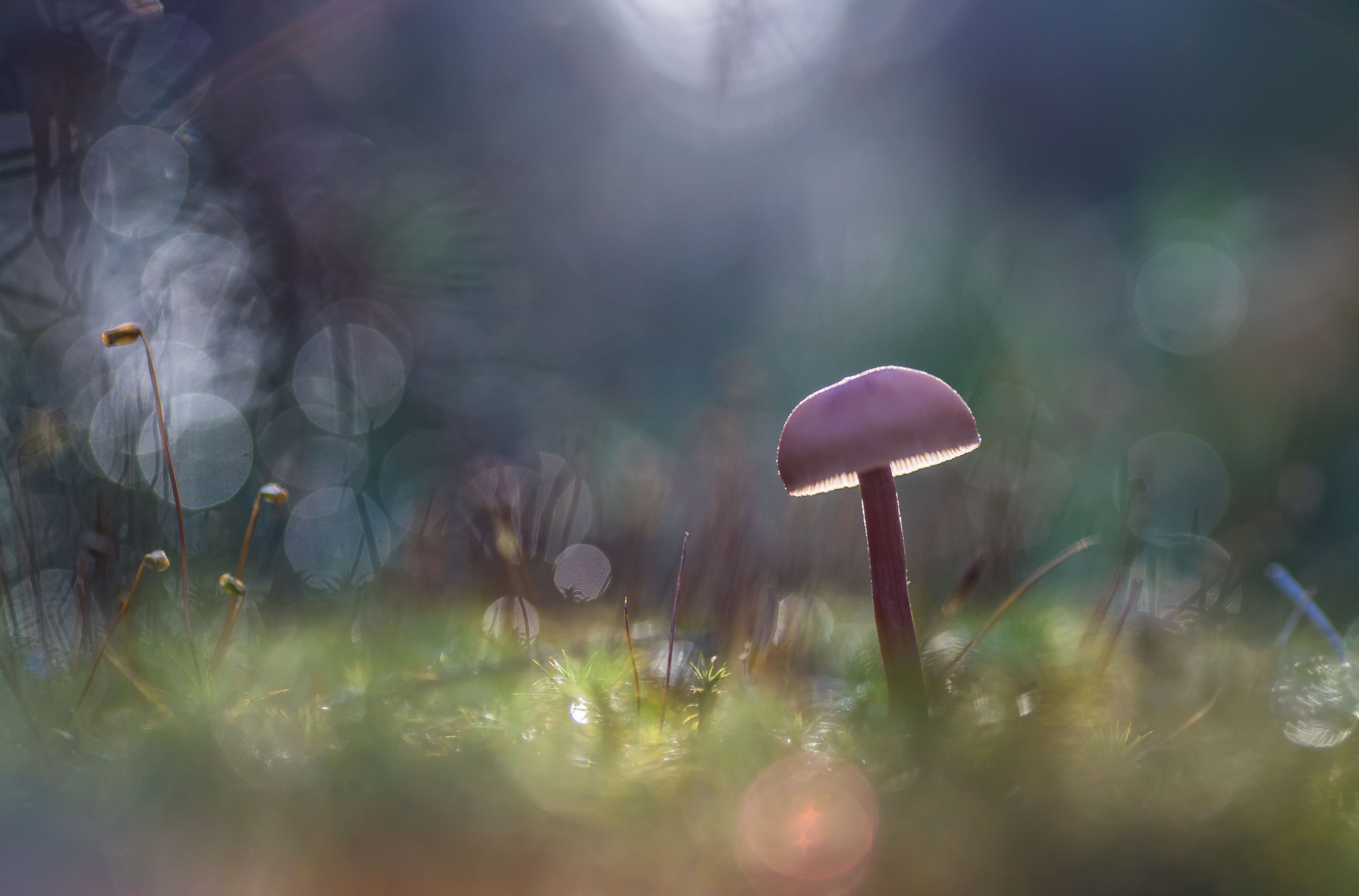 ochtendgloren-in-de-herfst