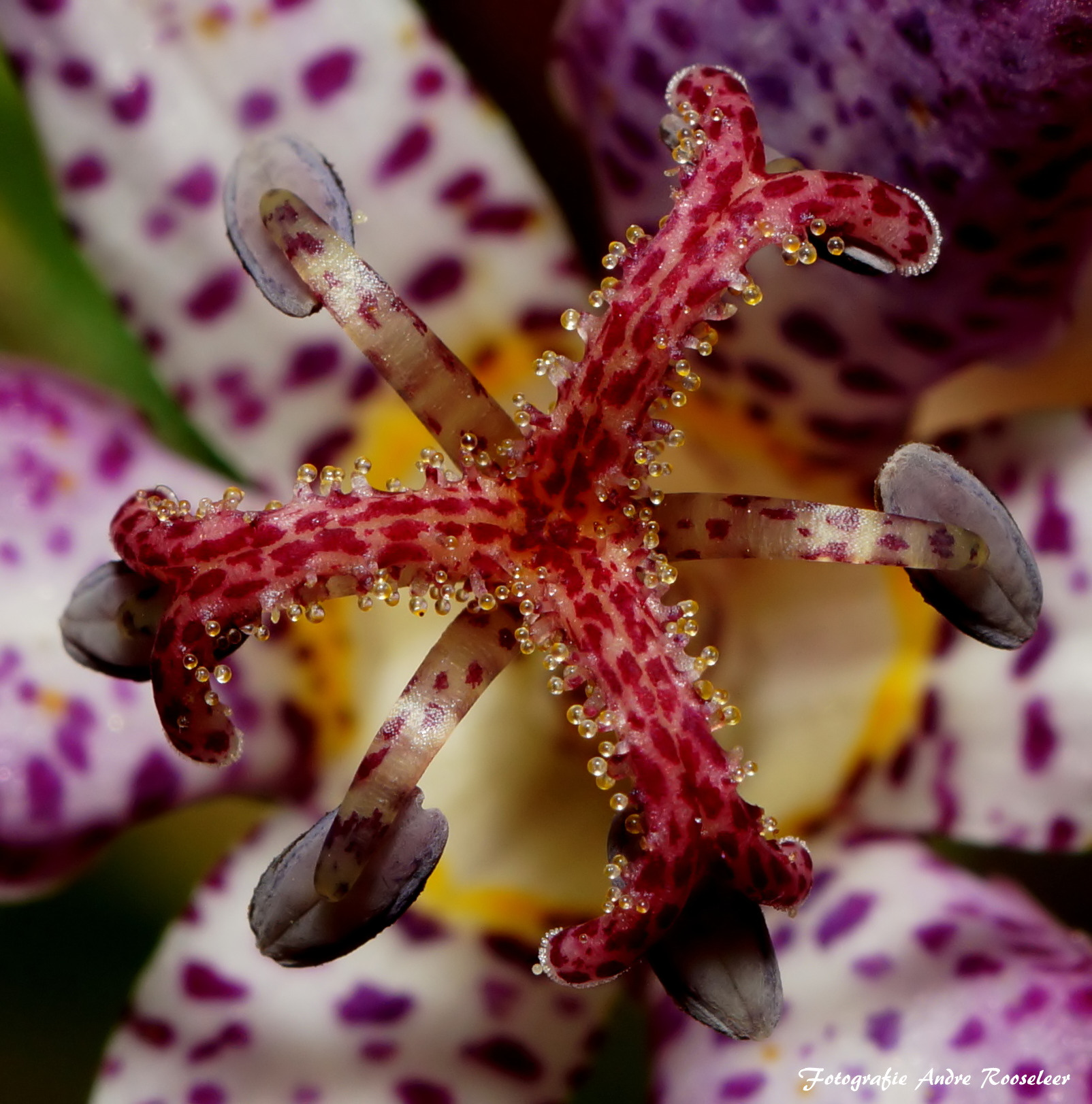 in-het-hart-van-de-tuinorchidee-tricyrtis-formosa