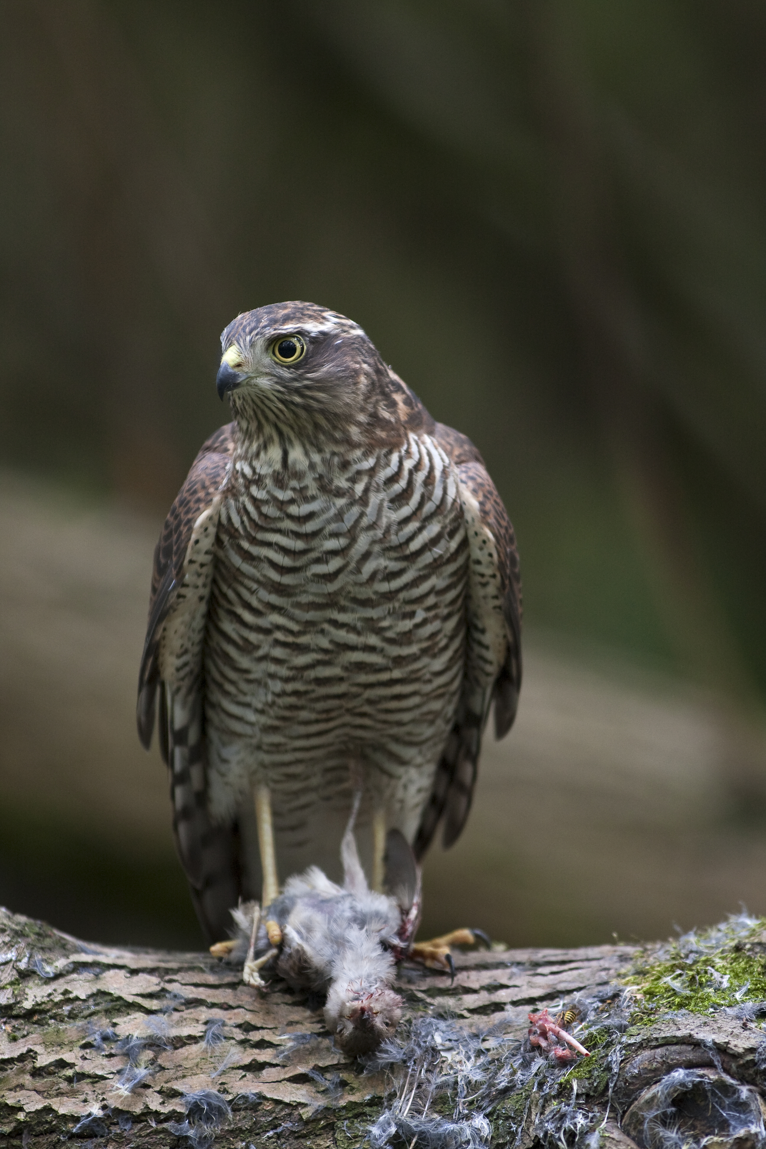 sperwer-met-nog-levende-mus