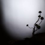 viervlek-in-de-ochtend