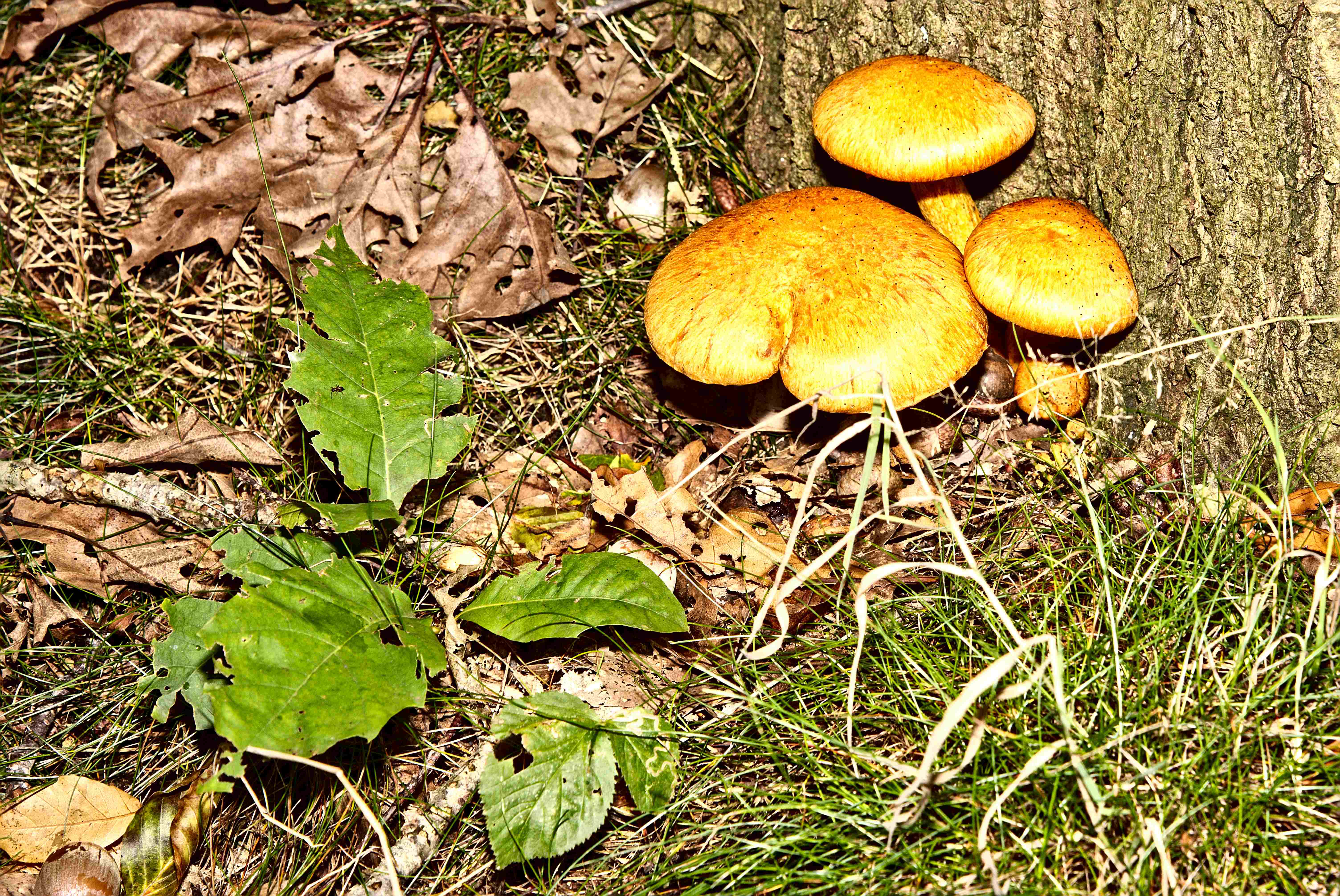 paddestoelen-tegen-boom