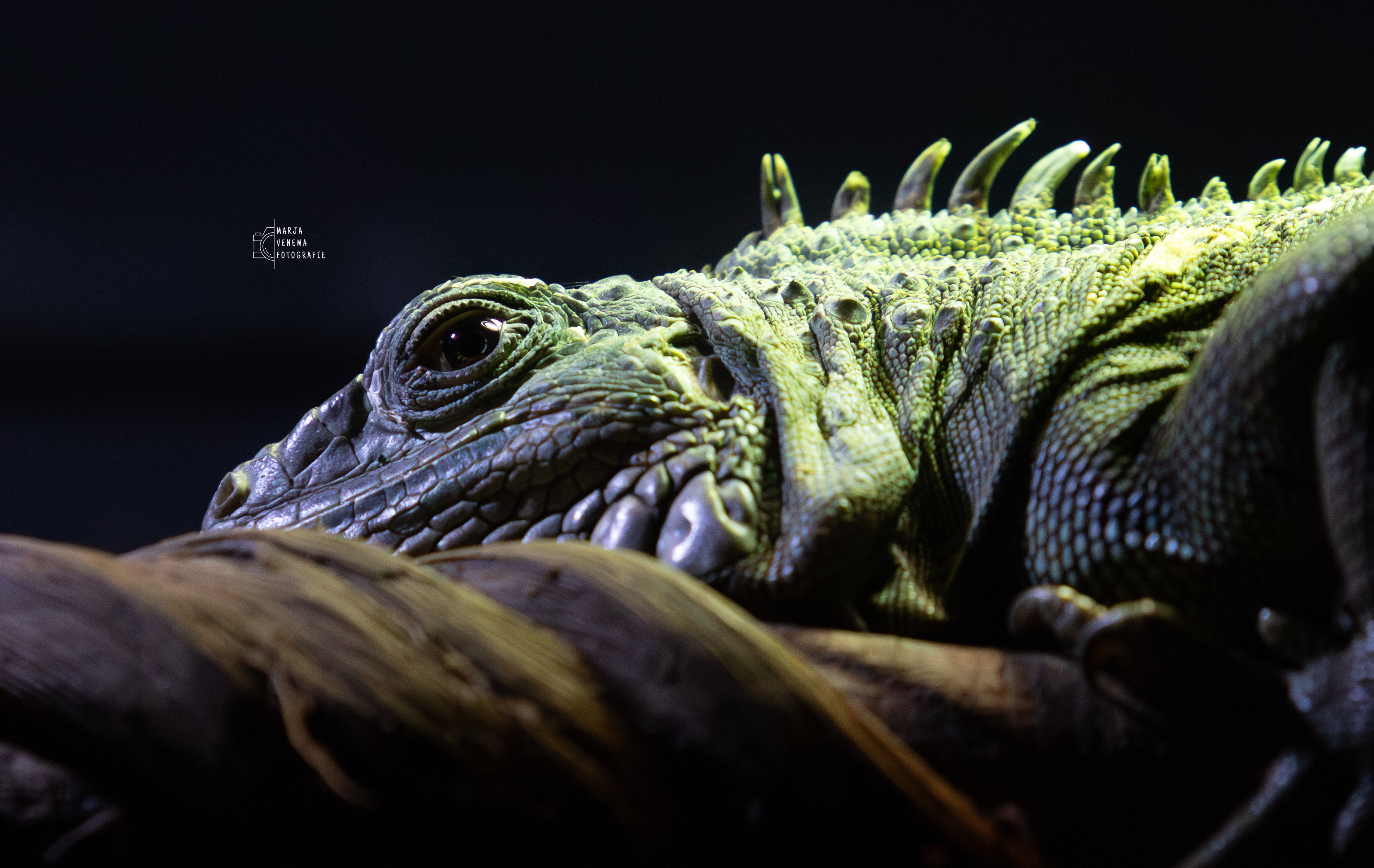 groene-leguaan