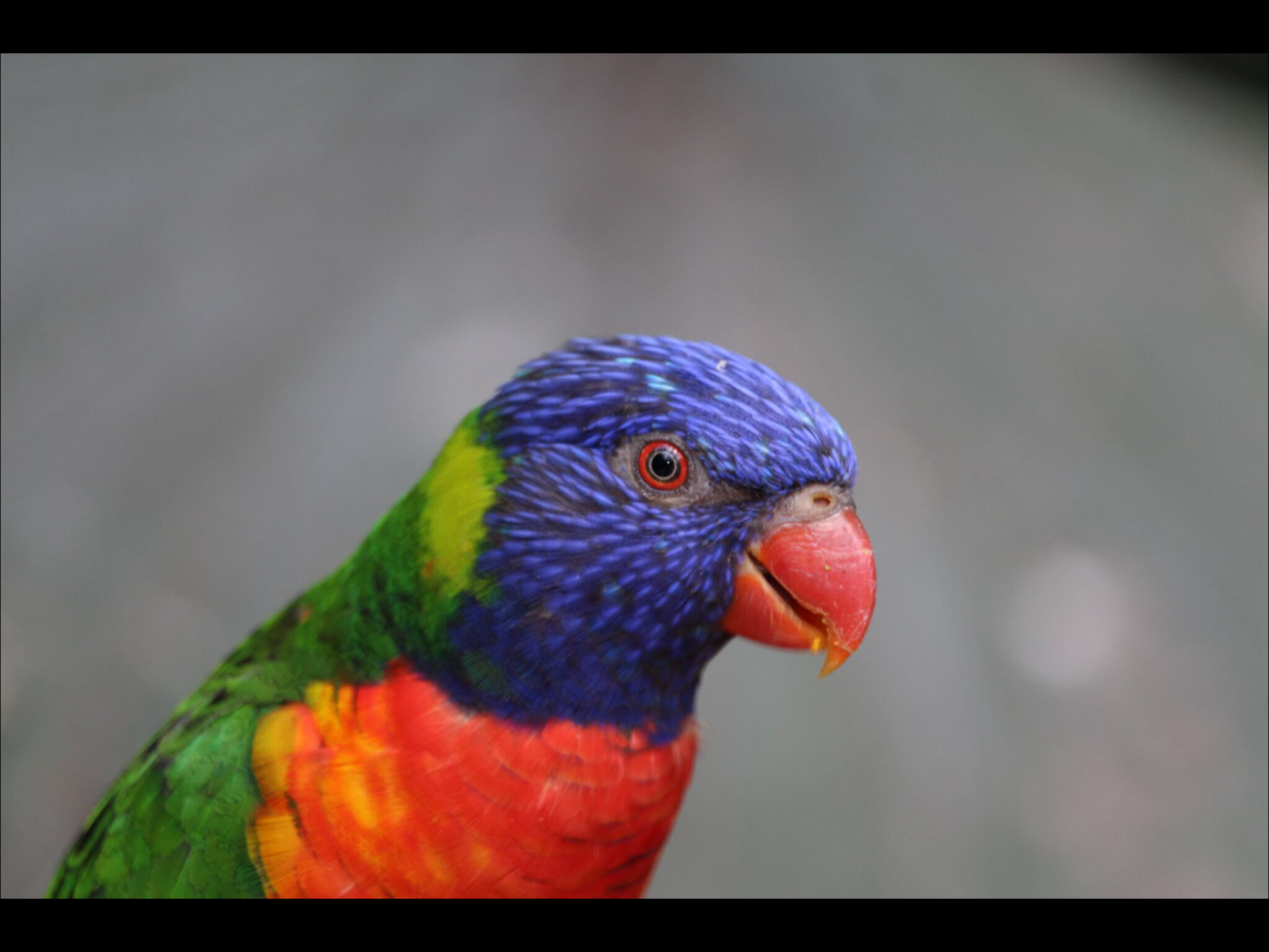 lach-maar-naar-het-vogeltje