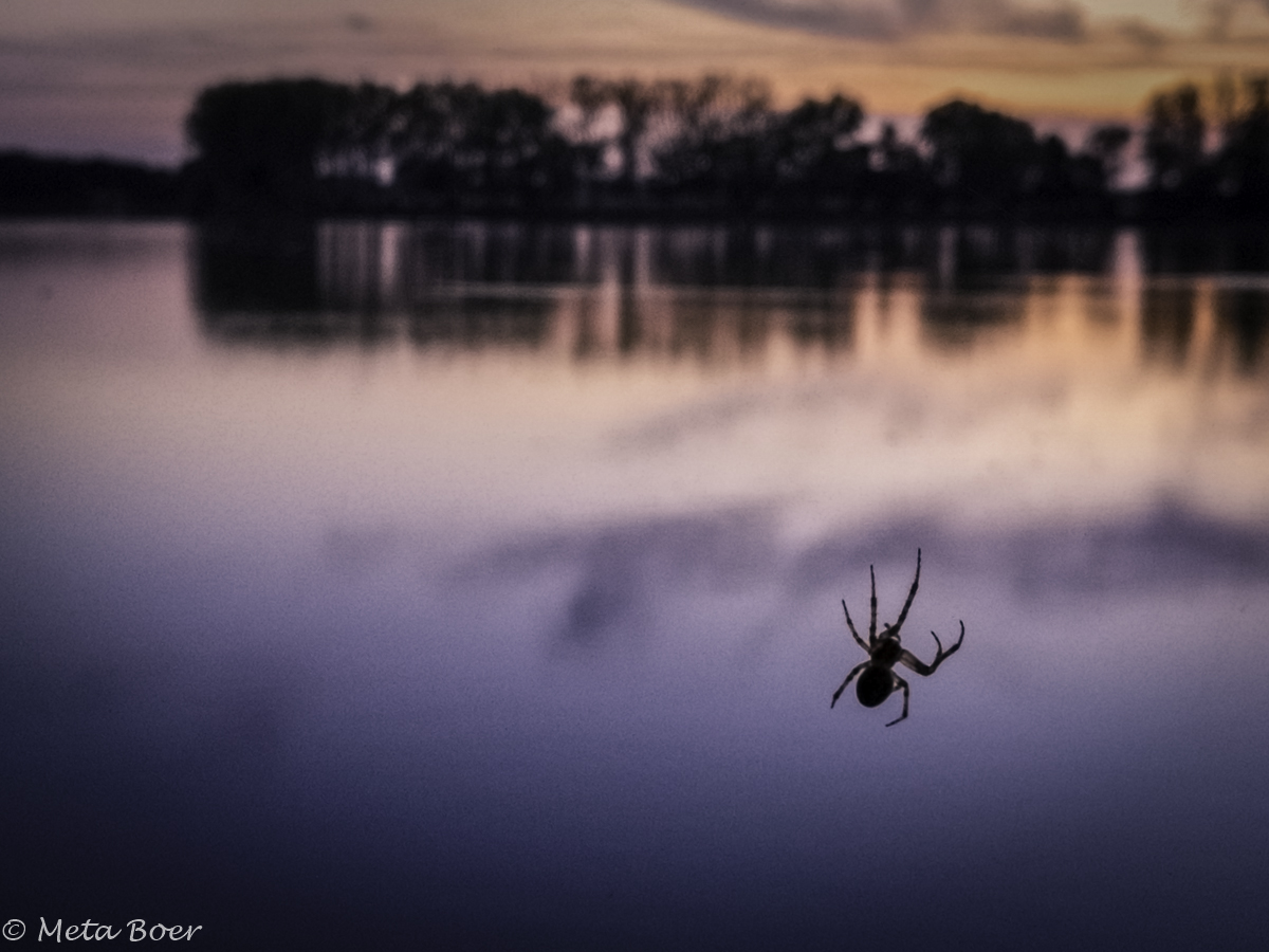 spin-bij-zonsondergang