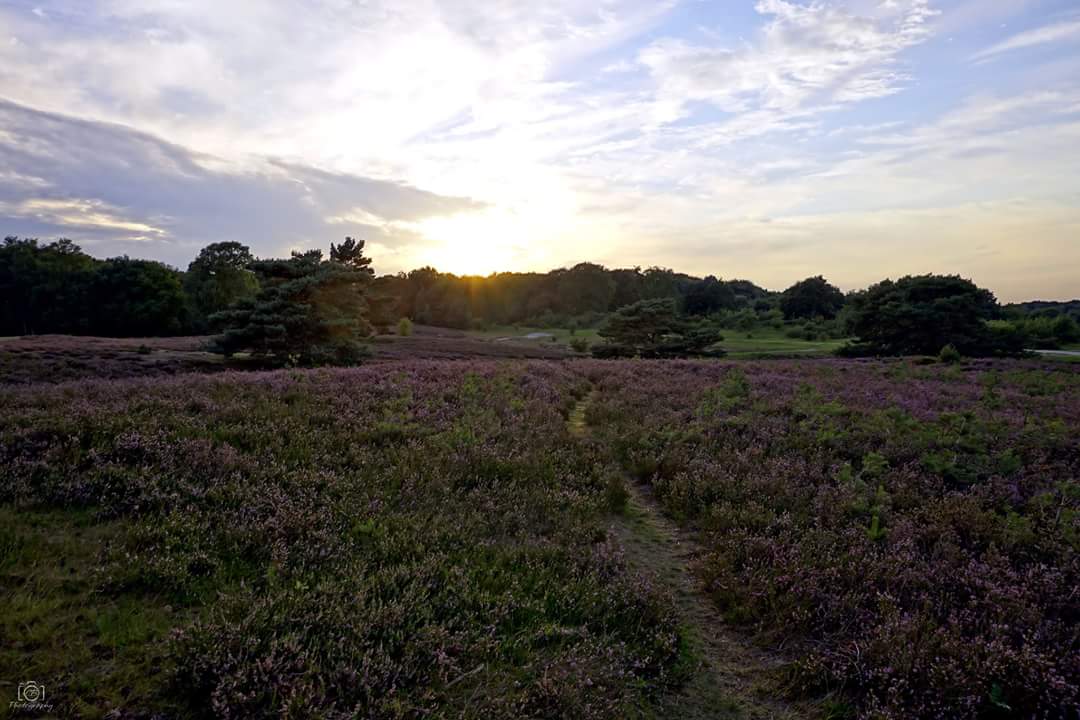 brunssumerheide-in-avondglorie