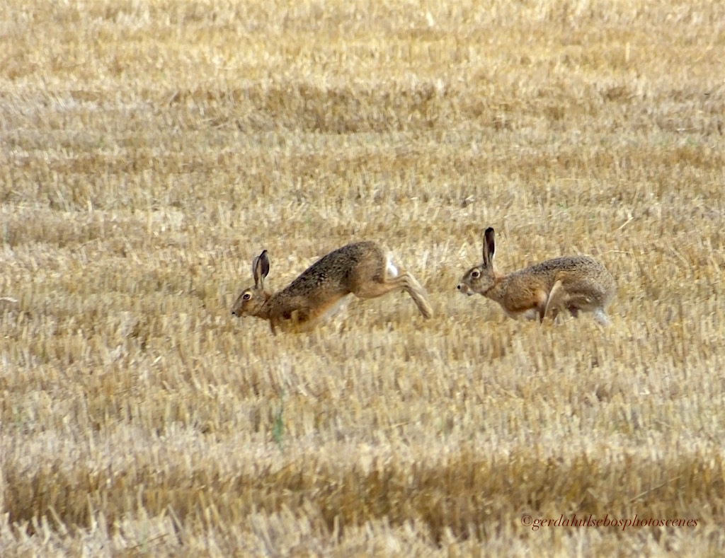 nu-ben-je-het-haasje