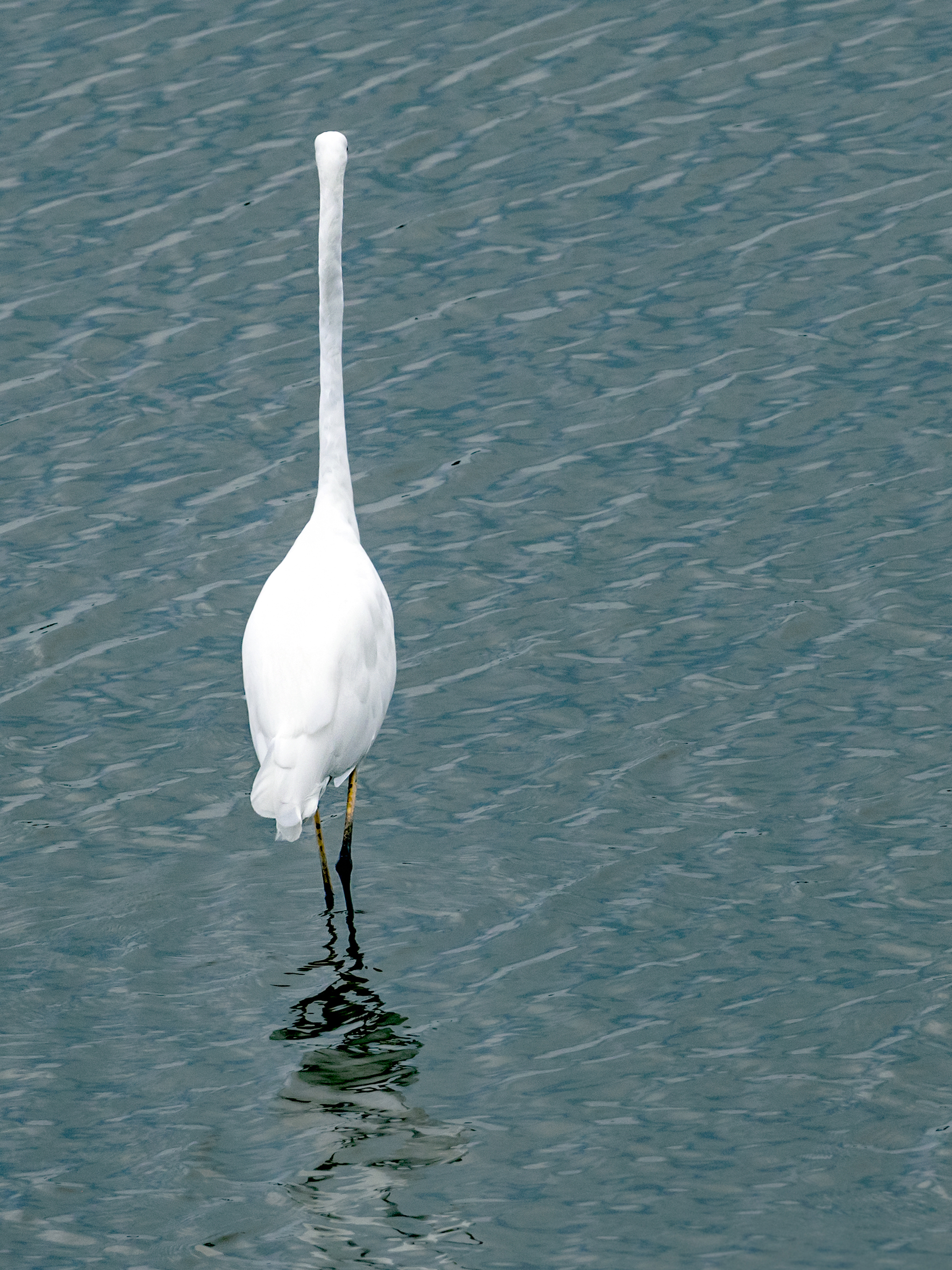 zilverreiger-1