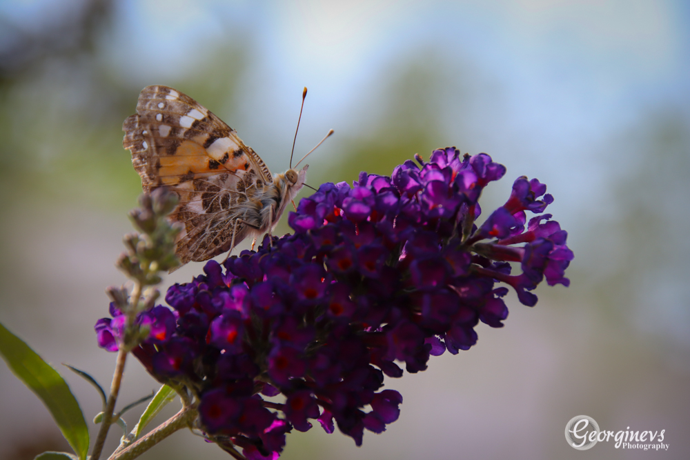 distelvlinder-uit-eigen-tuin