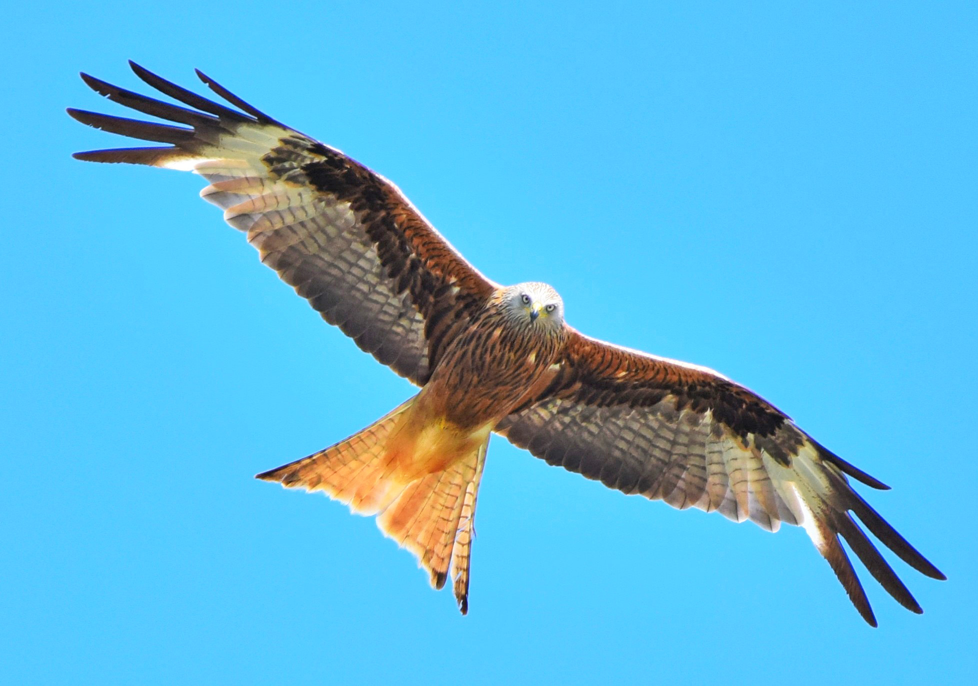 h%C3%A9-wat-doe-jij-nou