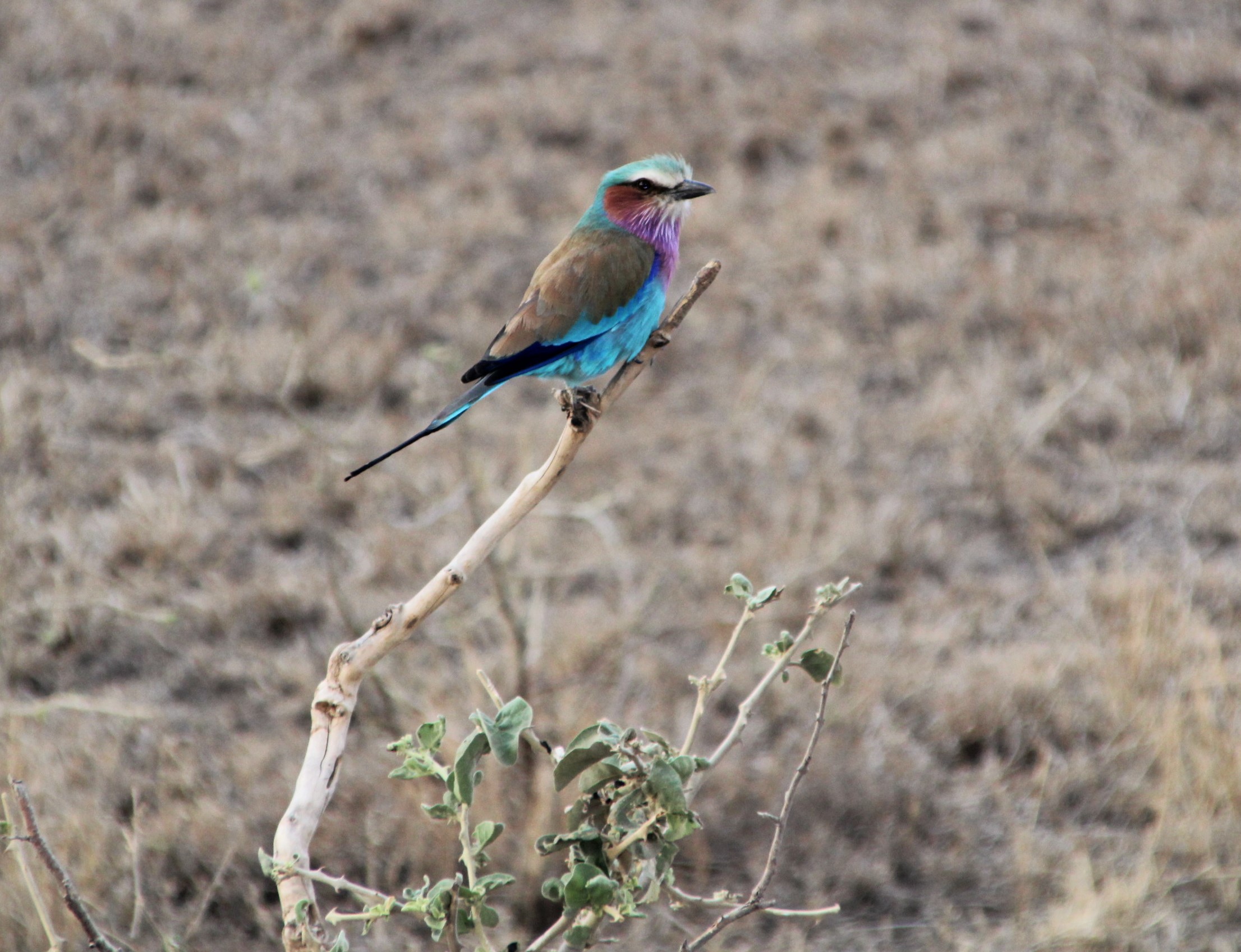 afrikaanse-vorkstaartscharrelaar