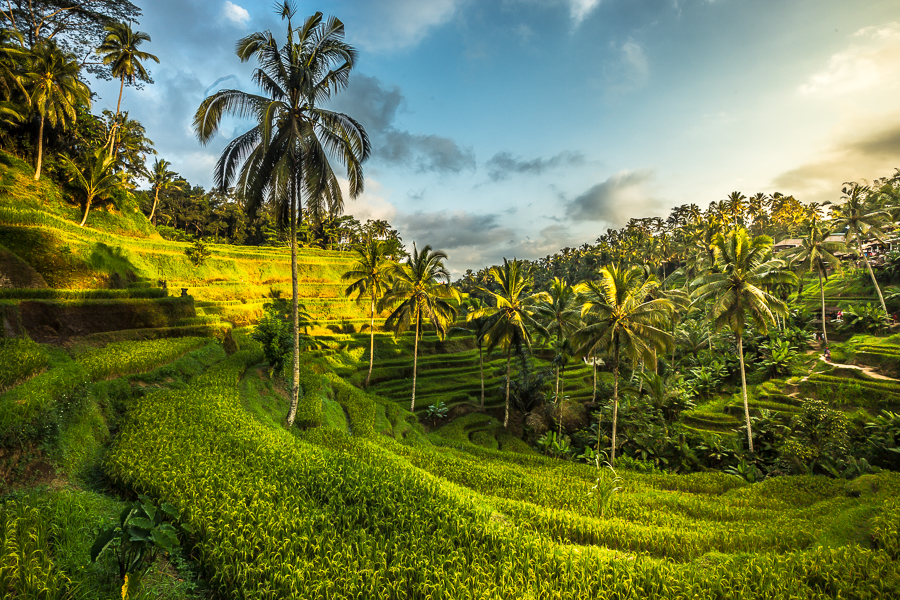 rijstveld-in-ubud-bali