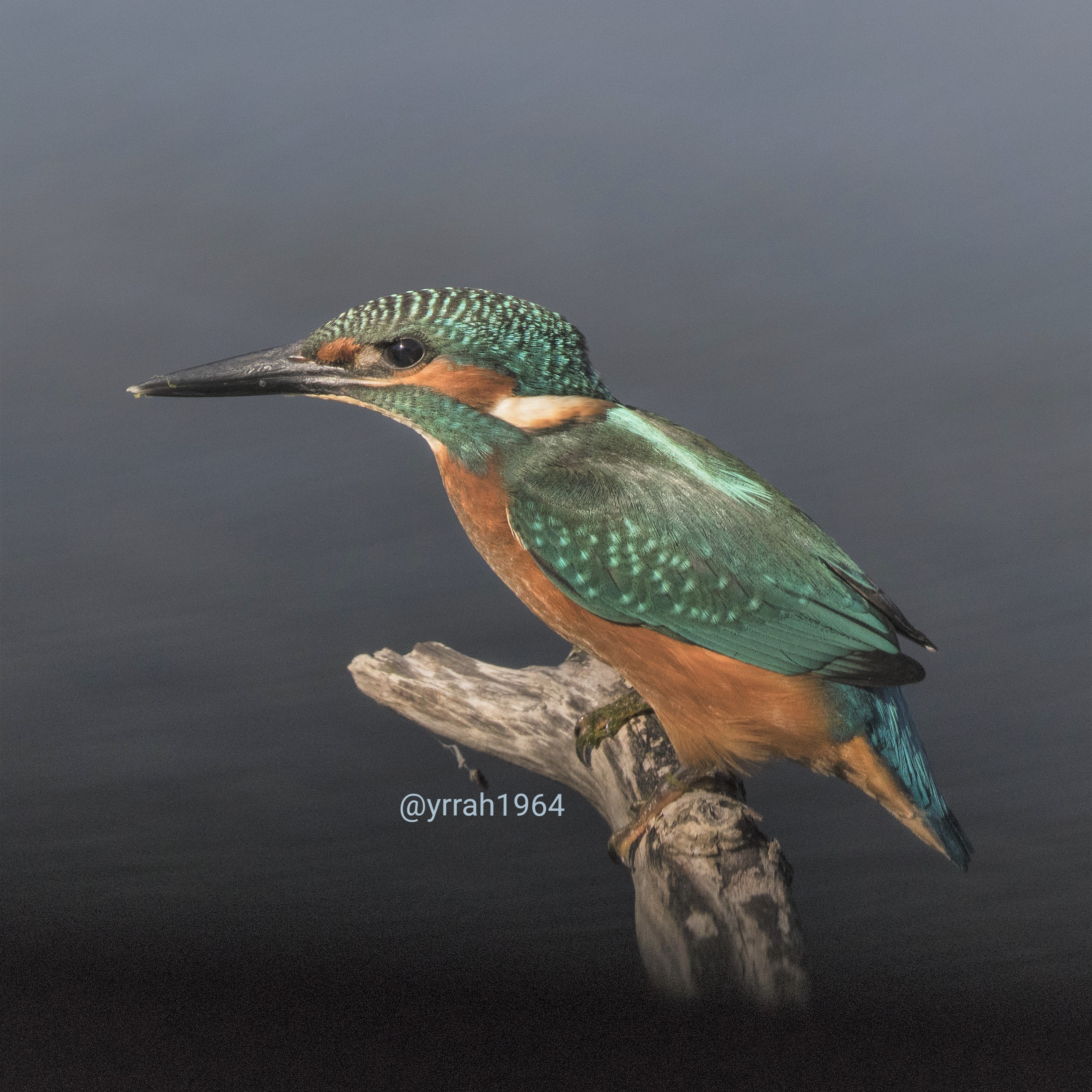 kingfisher-1
