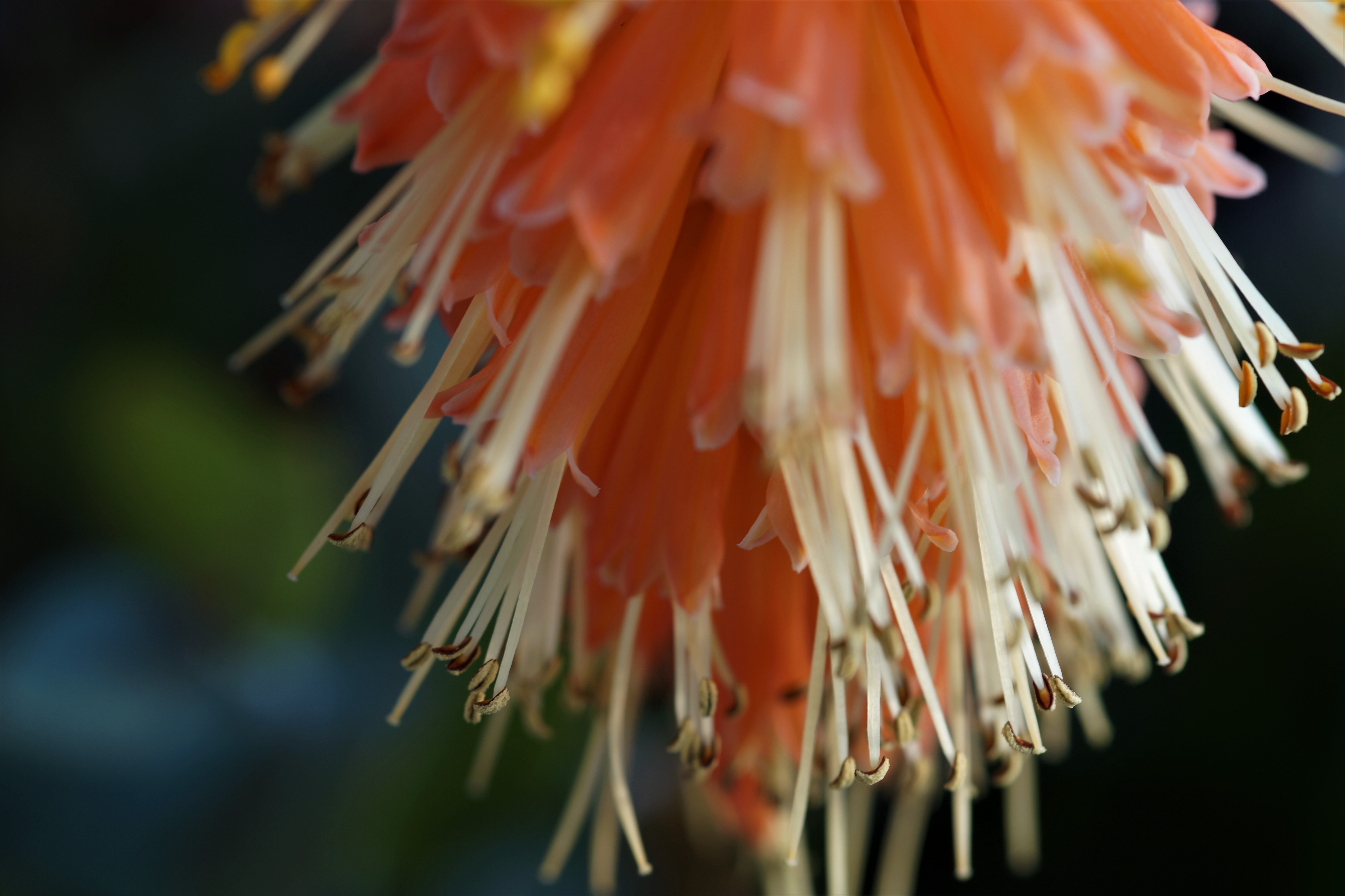 onderkant-van-dezelfde-bloem