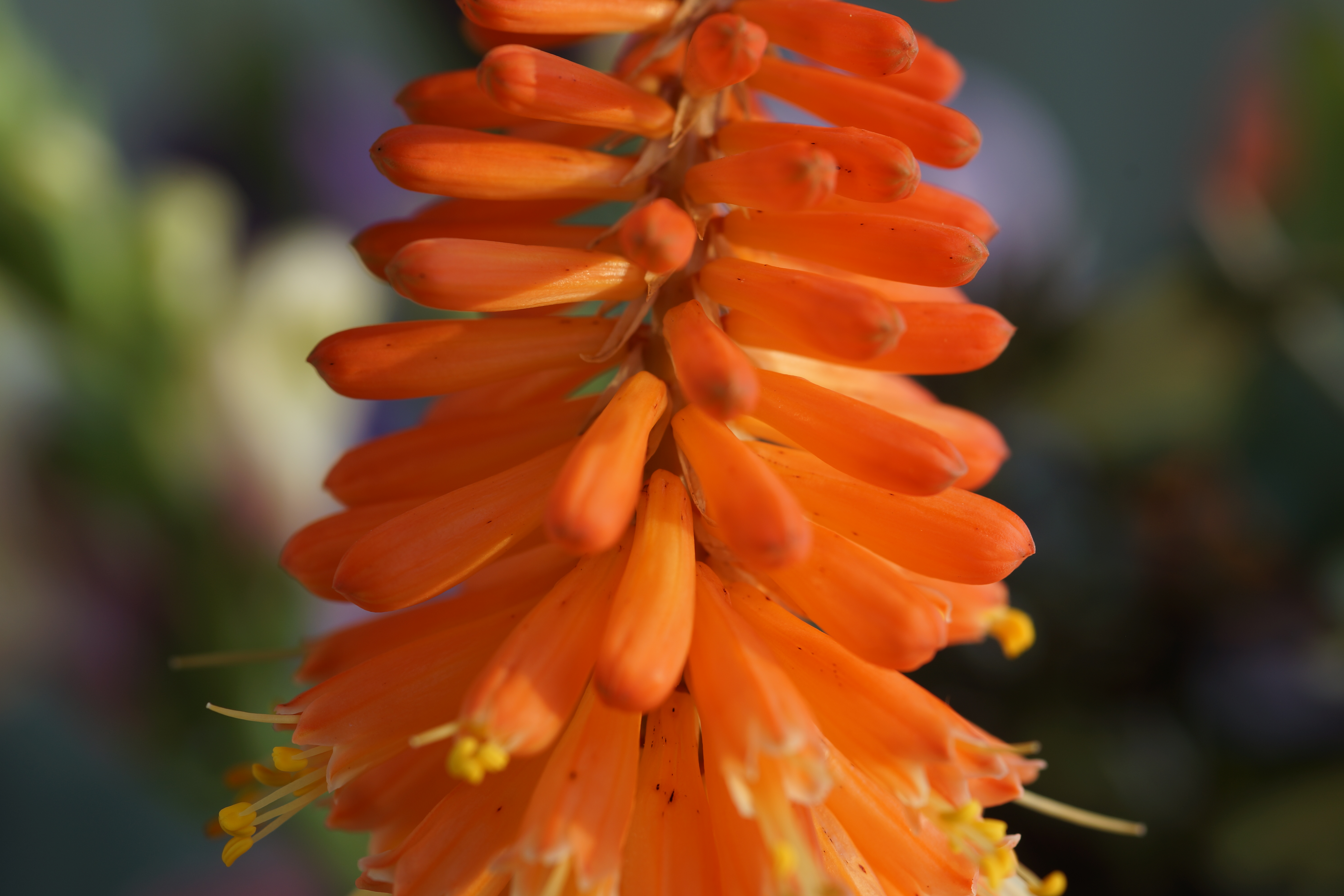 detail-van-een-bloem