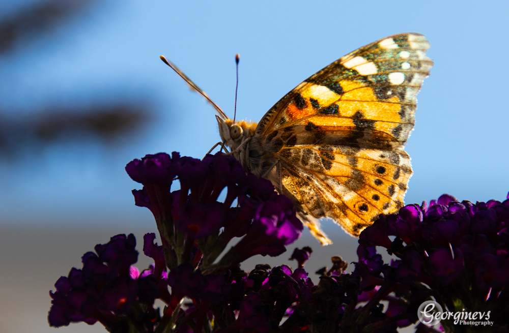 vlinder-uit-eigen-tuin-3