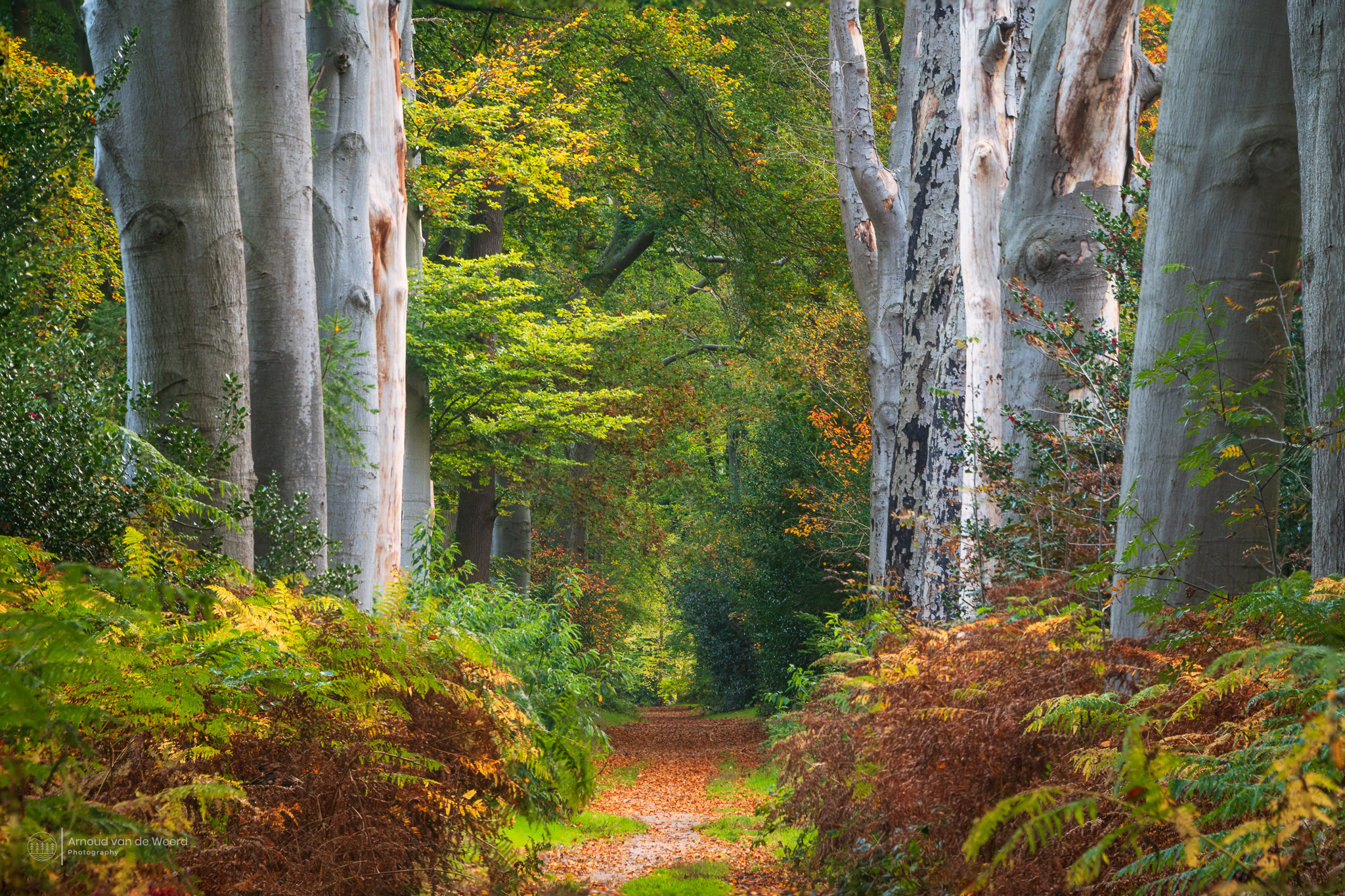 autum-passage