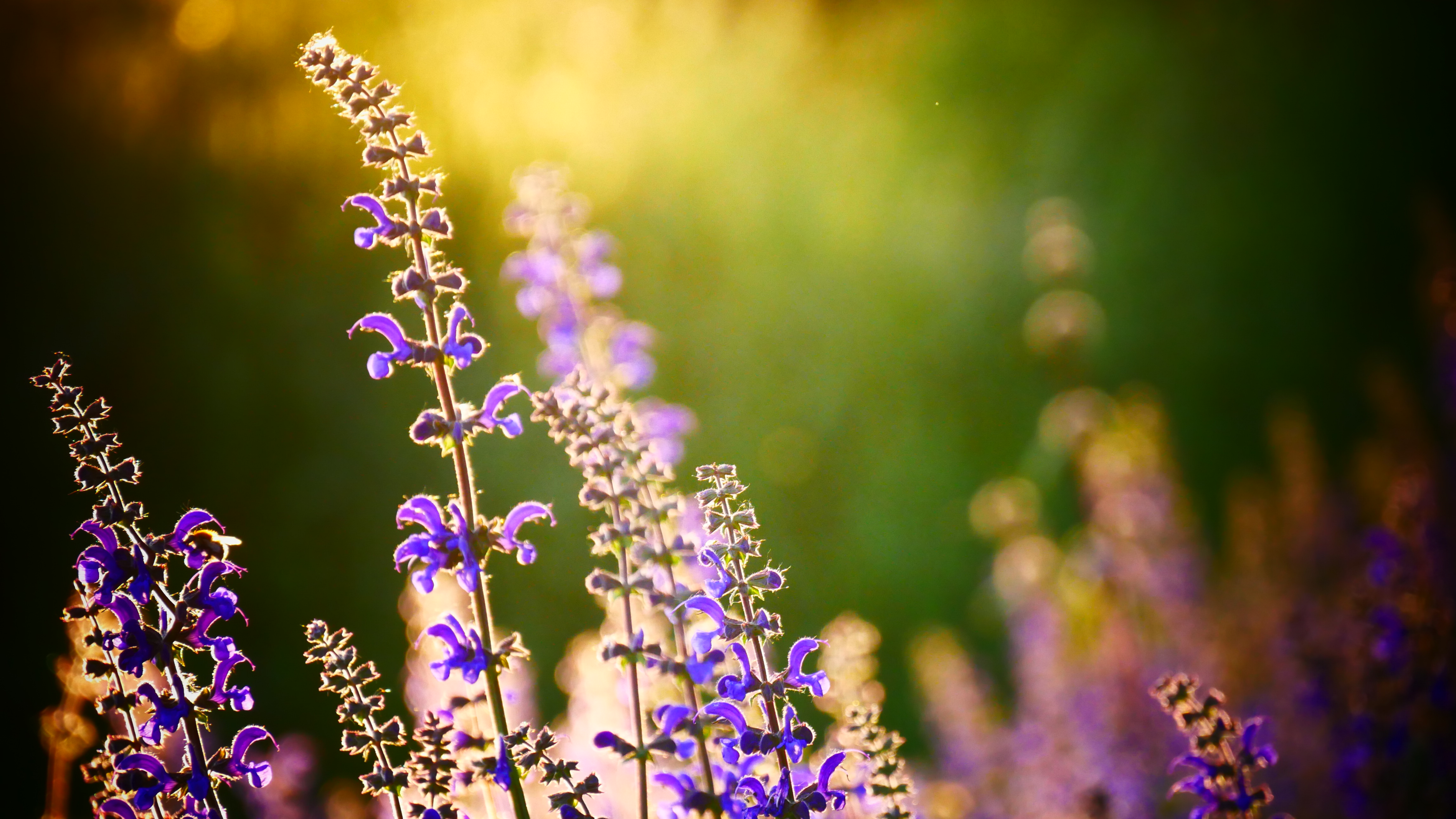 avondzon-als-tegenlicht
