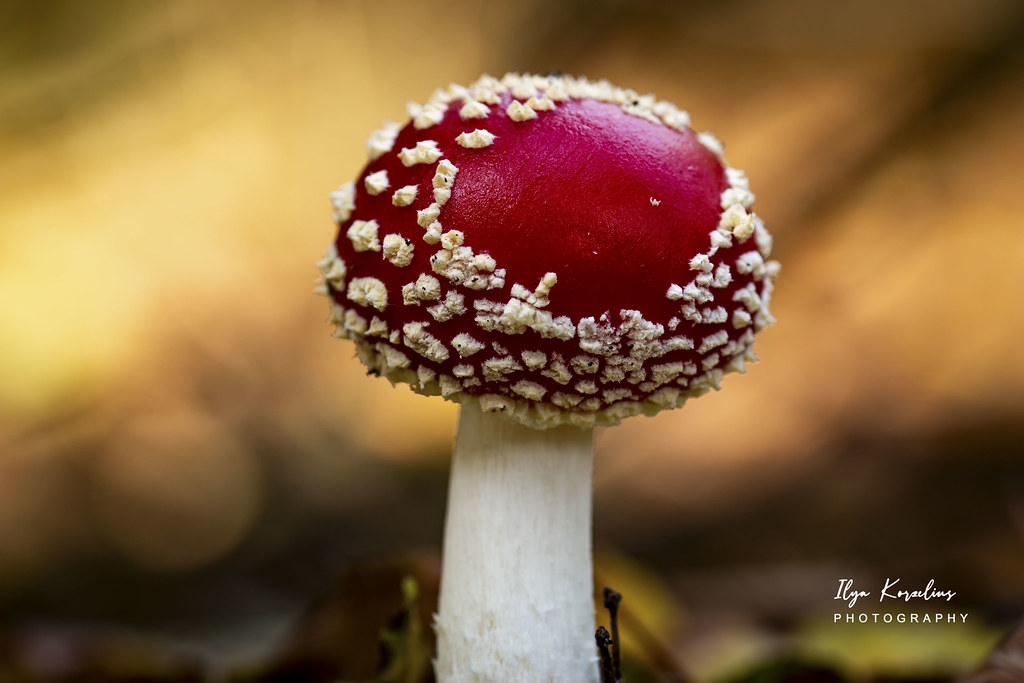 vliegenzwam-macro