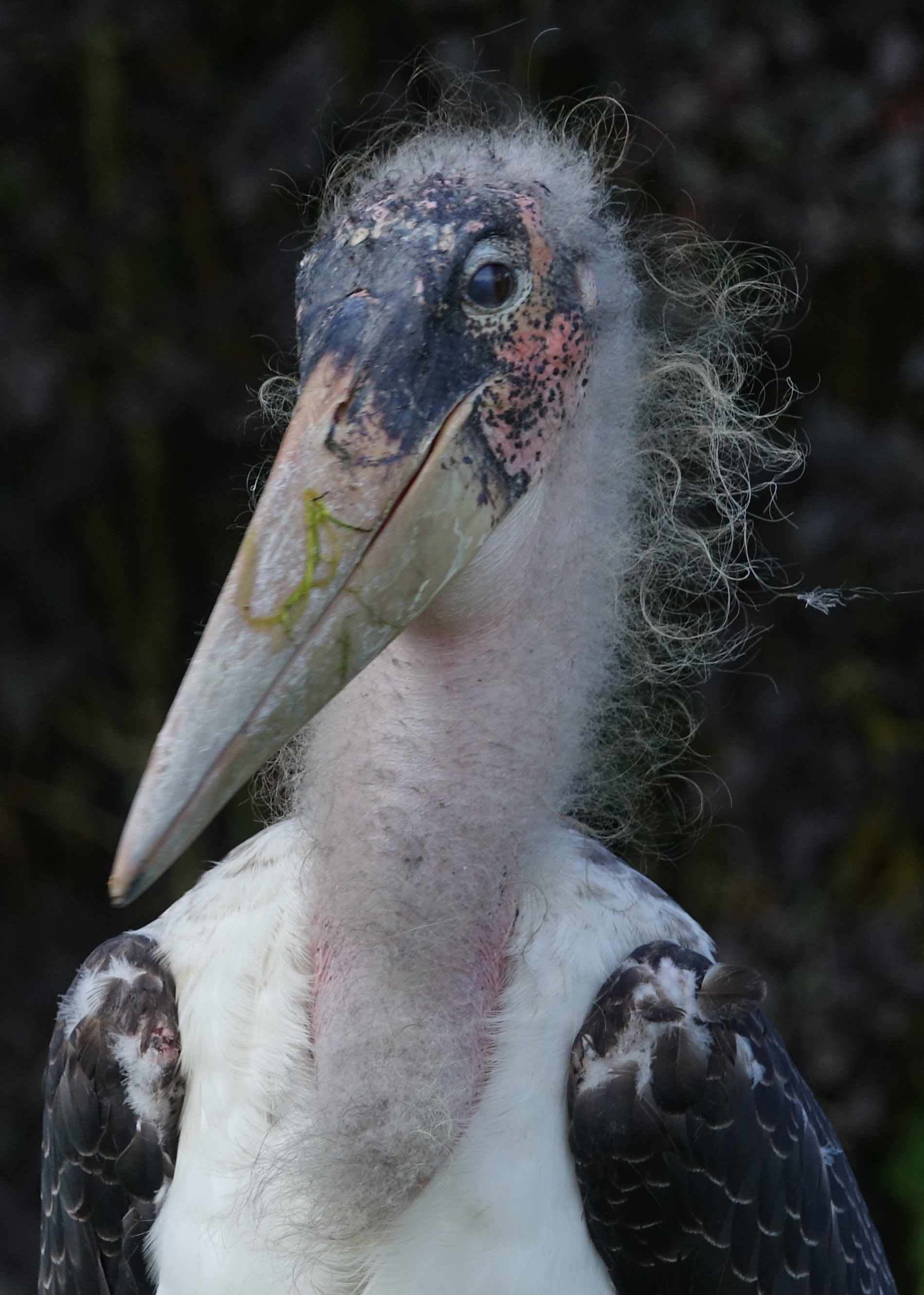 net-naar-de-kapper-geweest
