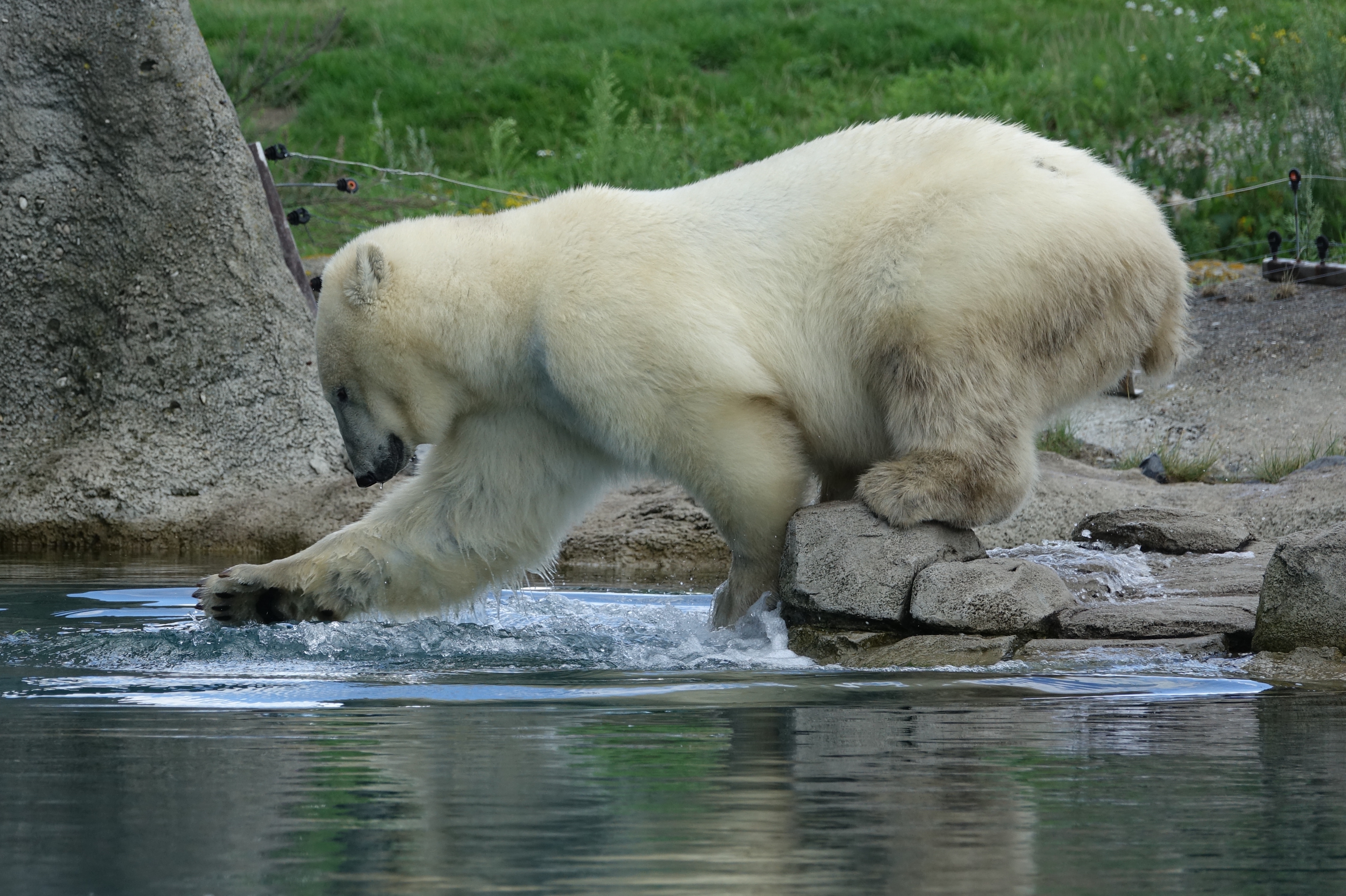 spelende-ijsbeer-in-blijdorp