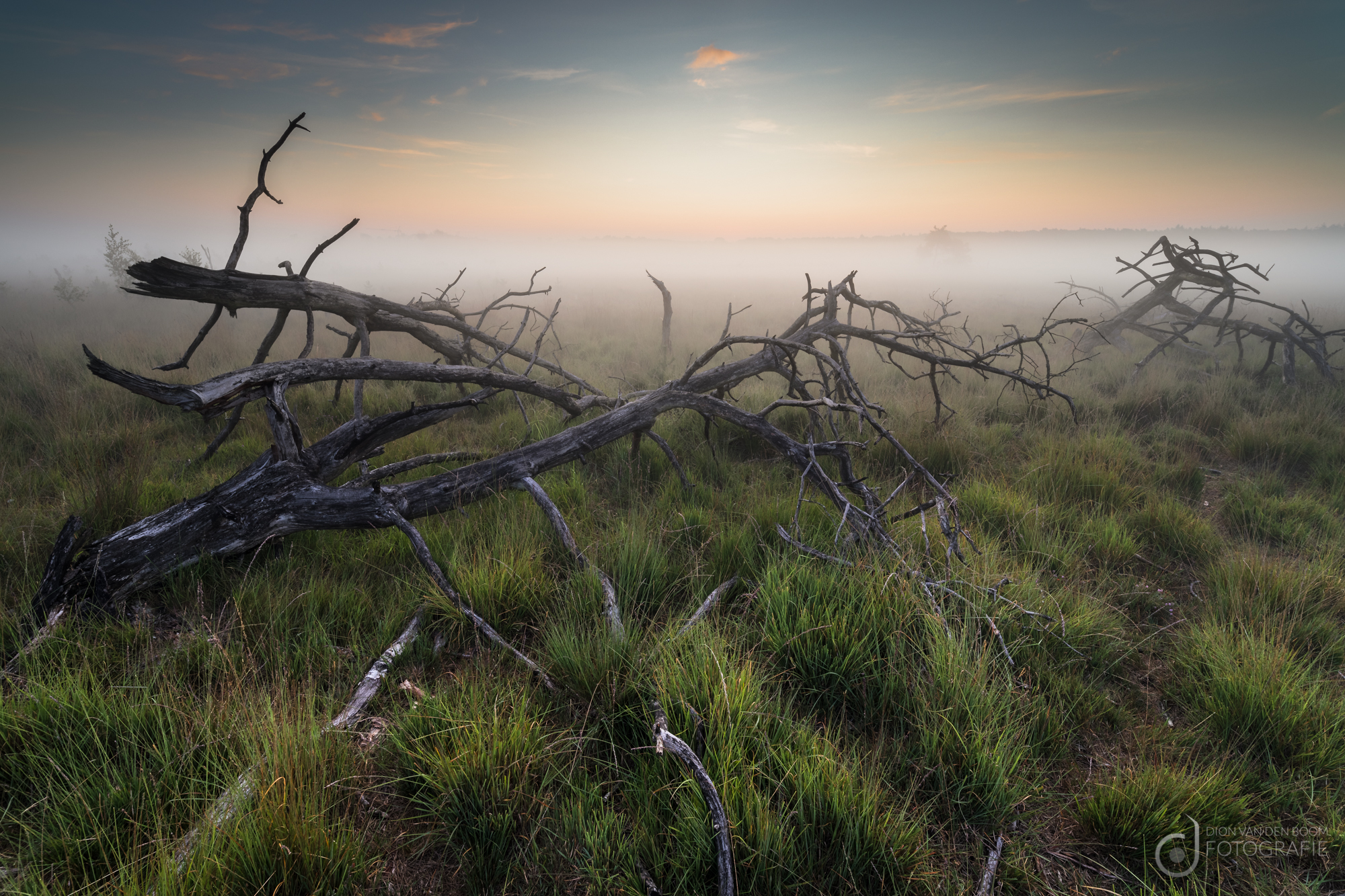 mistige-ochtend-op-de-kalmthoutse-heide