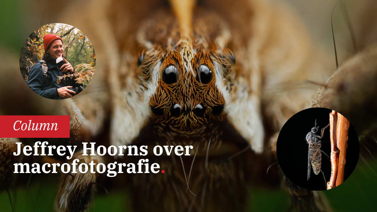 compositie-en-lichtgebruik-in-macrofotografie