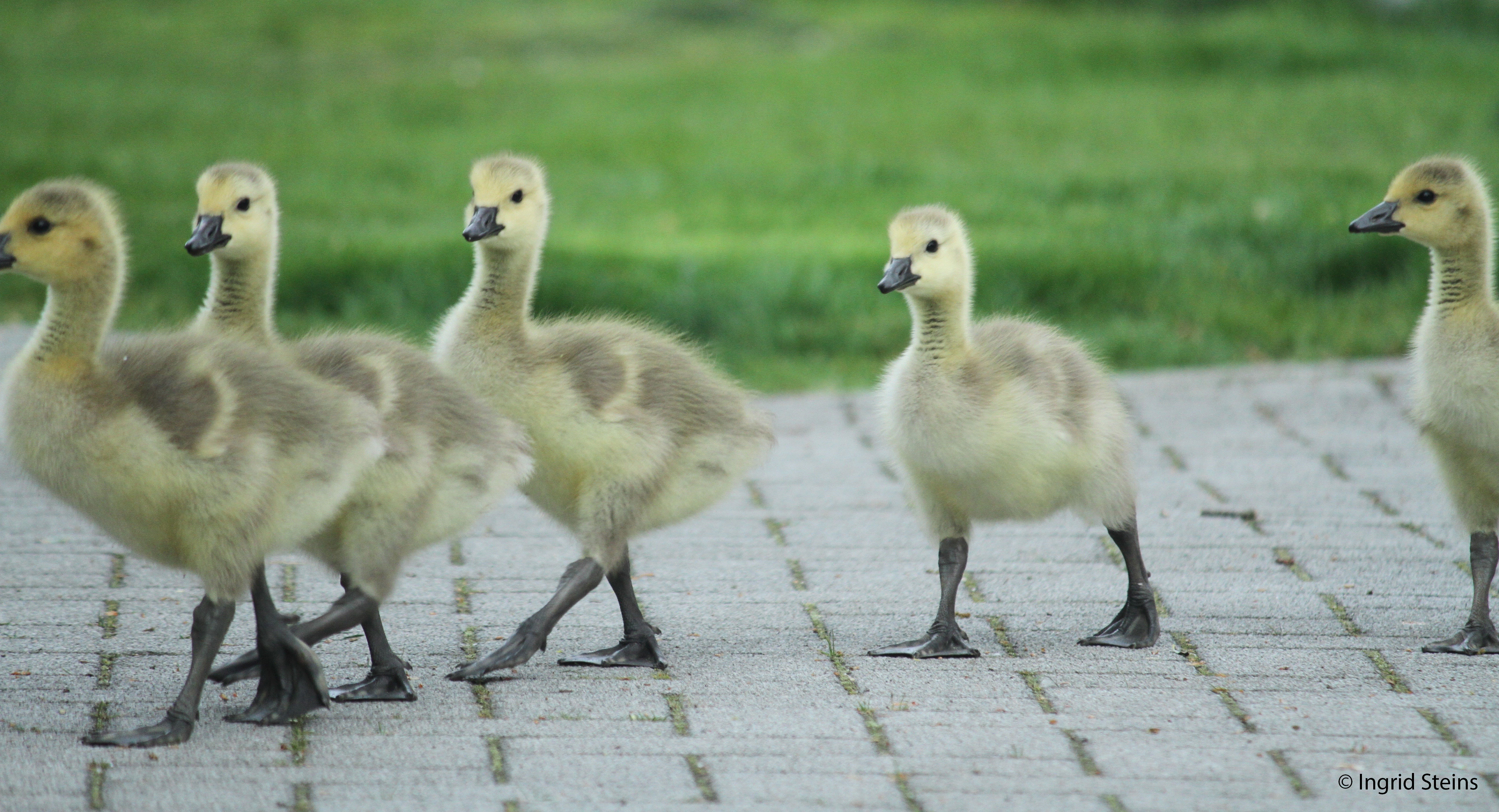 5-jonge-canadese-ganzen