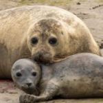 5-op-een-rij-bergeend-kuikens