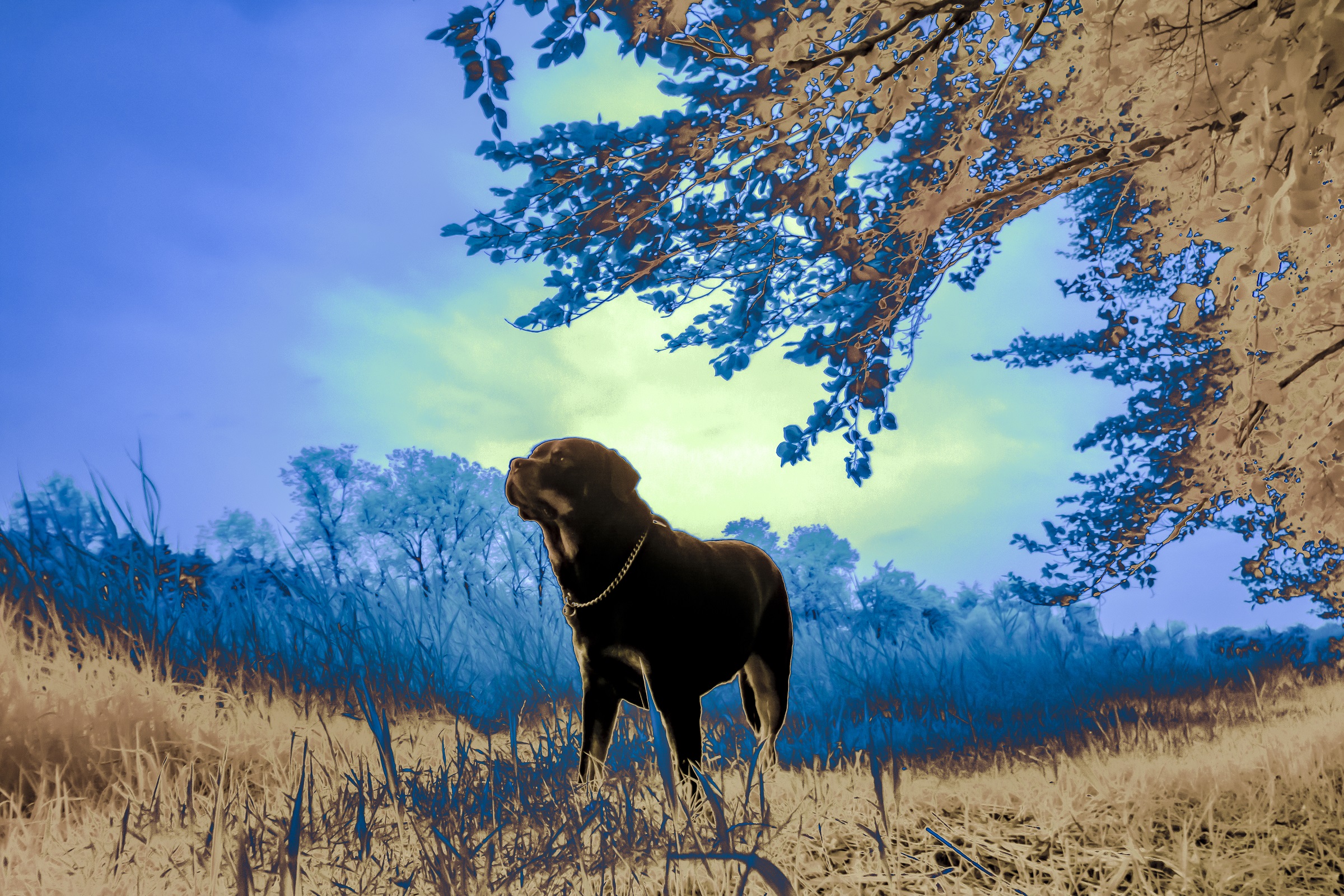 full-spectrum-dog-from-another-world